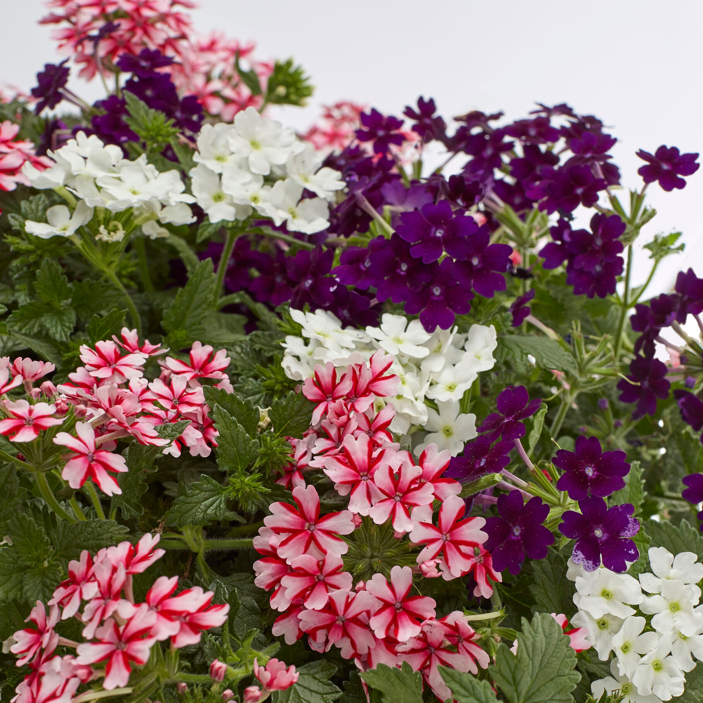 Lowe's 157456 annuals - View #8