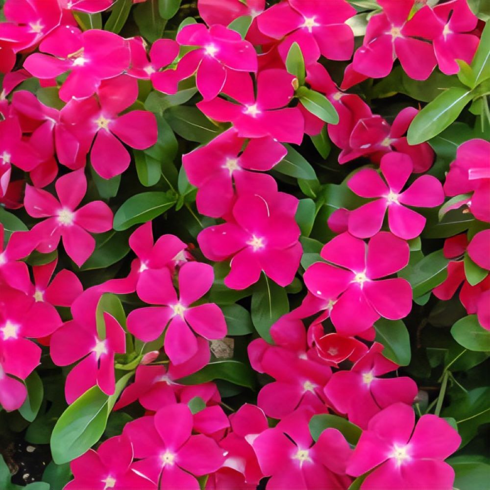 Lowe's 5976360 annuals - View #3