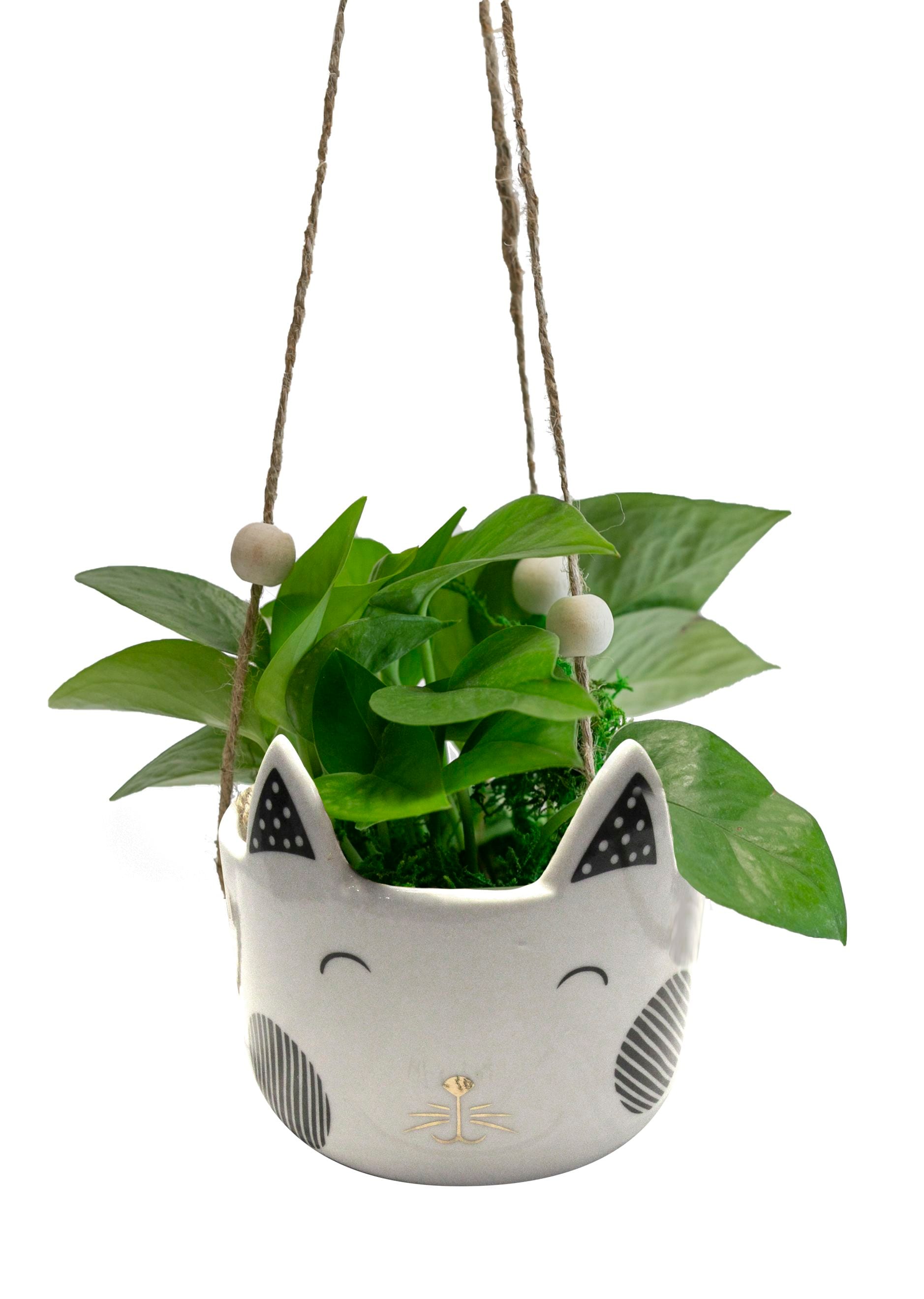 LiveTrends ASB02633 Neko - Assorted Foliage House plant in 12.00 Ounce(s) Hanging basket 1.0 -Pack