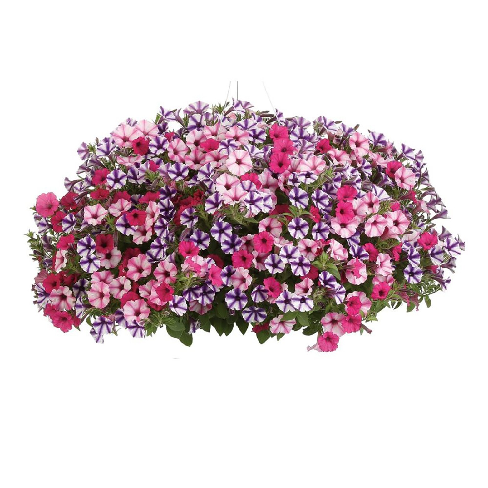 Proven Winners SUPPRW1497504 annuals - View #4