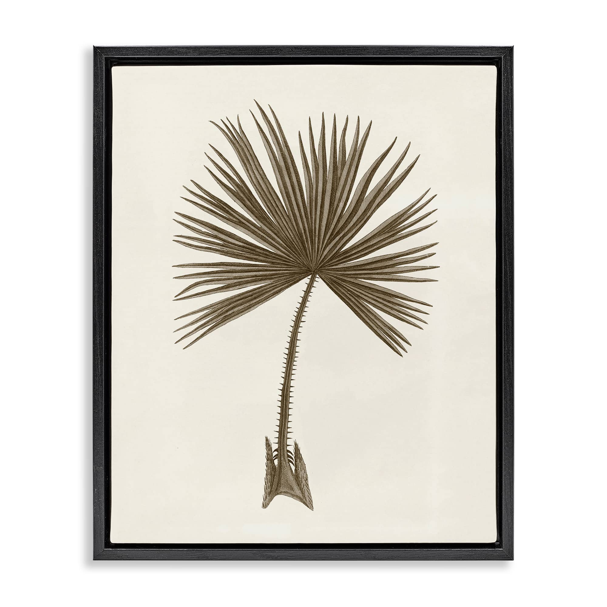 Stupell Industries BT-480-FFB-16X20 Vintage Study of Palm Leaf Black Framed Floater Canvas Wall Art By Phillipa Katz 17 x 21
