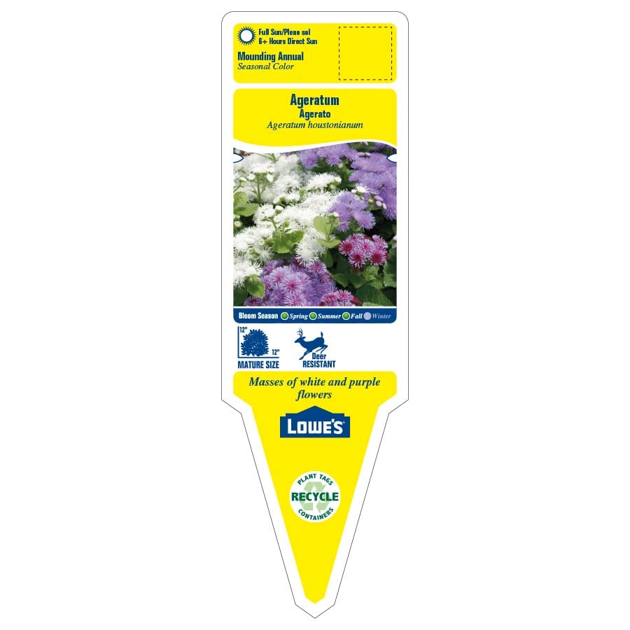 Lowe's NURSERY annuals - View #2