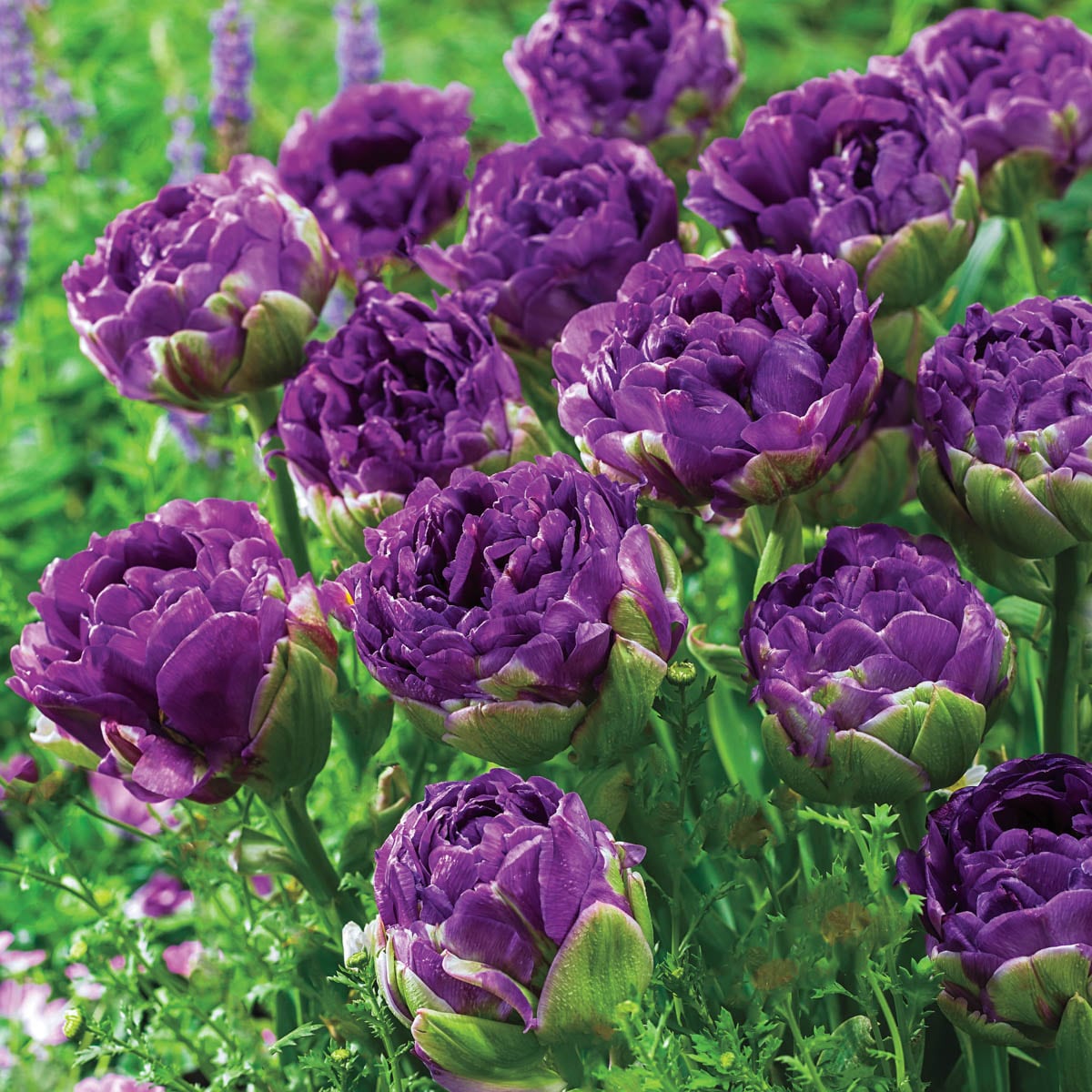 Breck's 91894 Plant-Bulbs - View #2