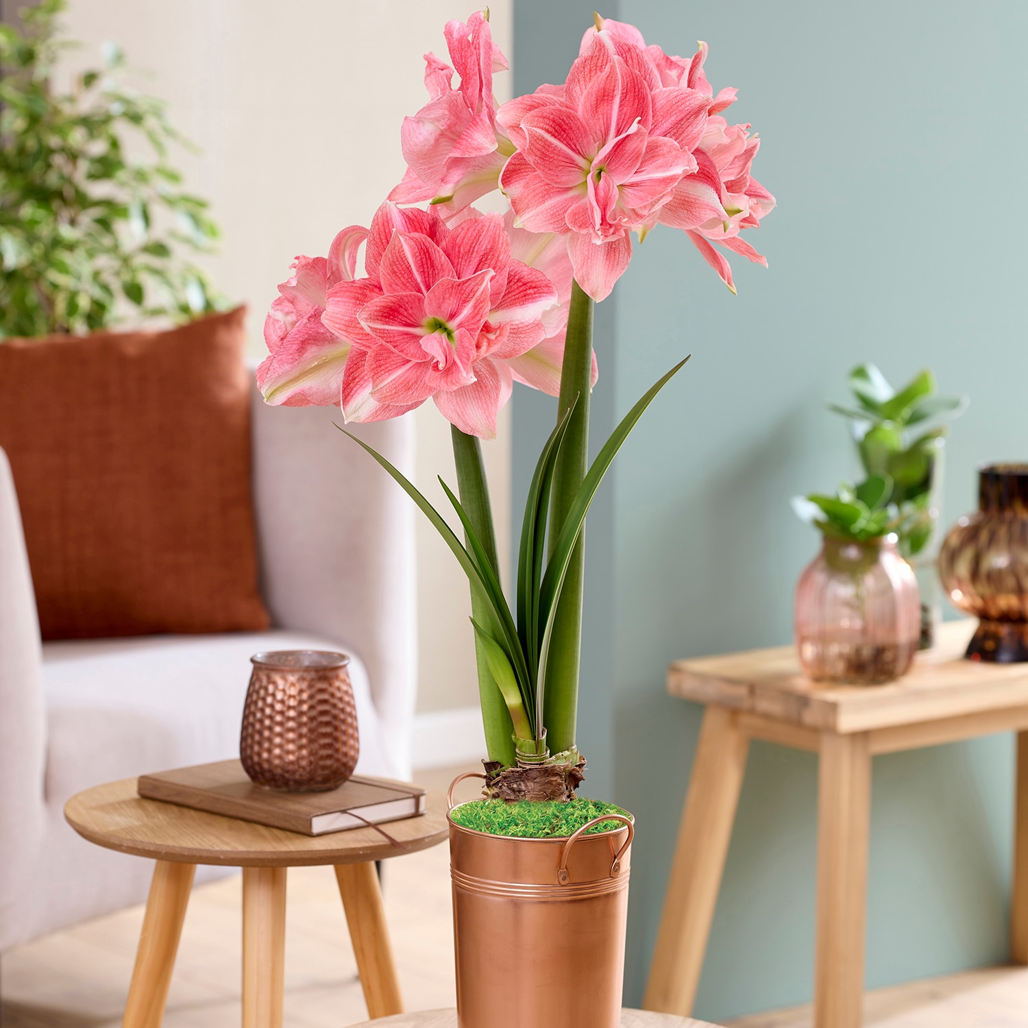 Van Zyverden 88420 Red Amaryllis Bulbs 1 Count