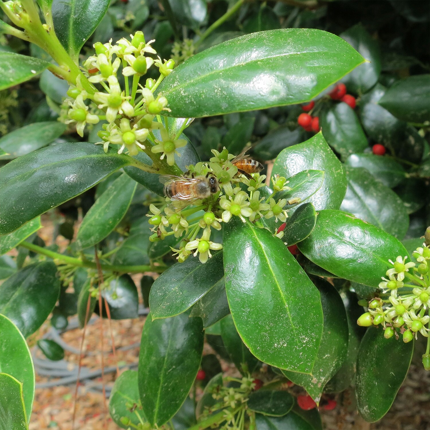 Perfect Plants LODWARFBURFORD1G shrubs - View #4
