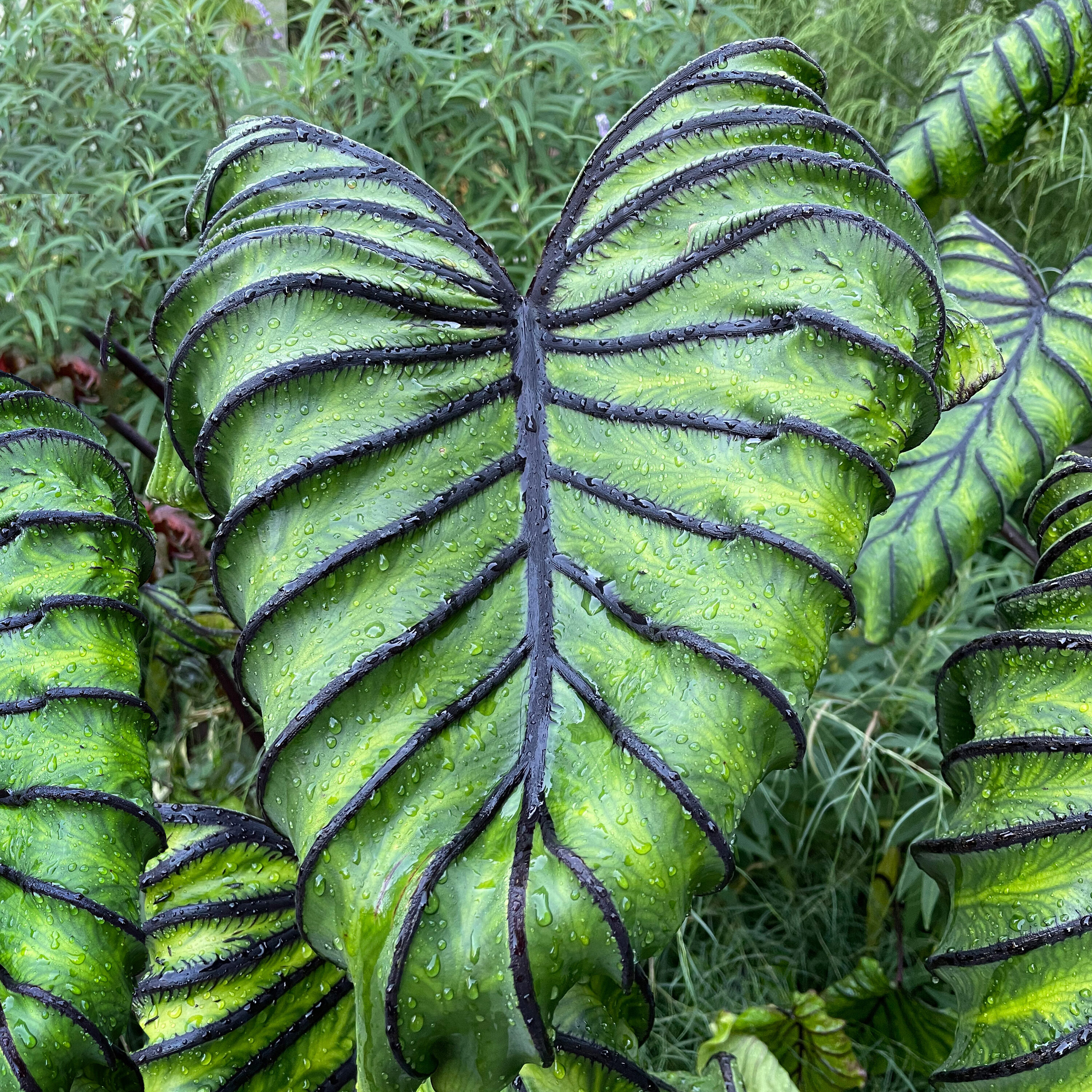 Garden State Bulb Green Pharaohs Mask Elephant Ear Bulbs in the Plant