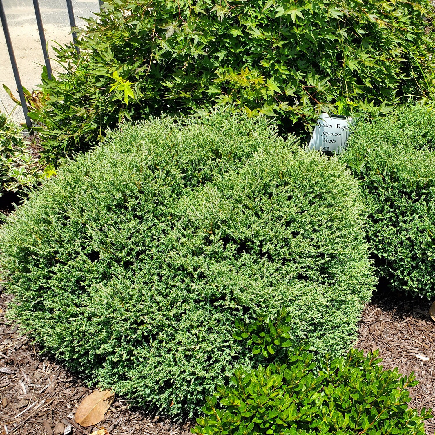 Southern Living Plant Collection 5538Q-1 shrubs - View #7