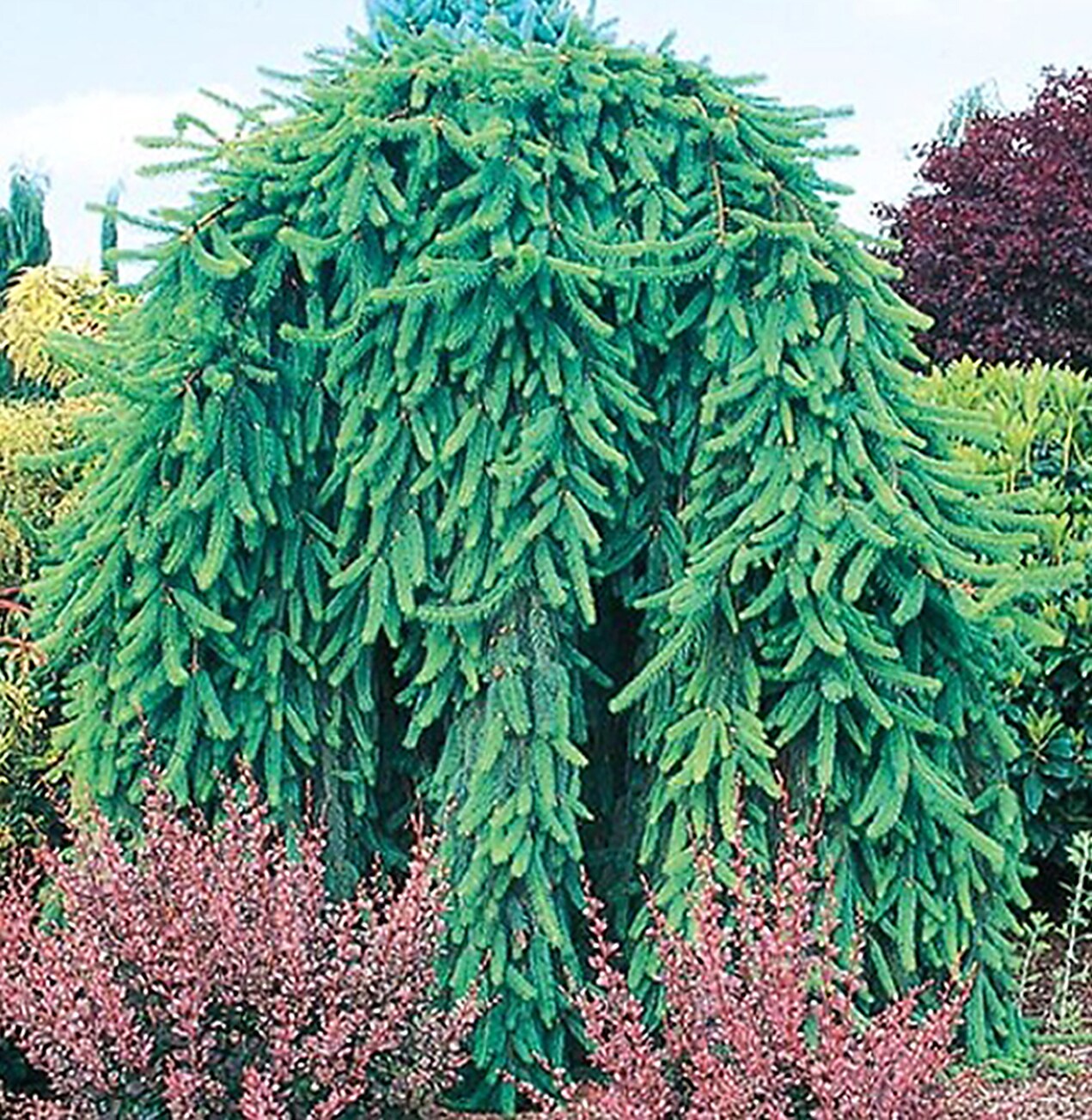 Lowe's NURSERY Weeping Norway Spruce Feature Shrub in In pot (with soil) Insignificant