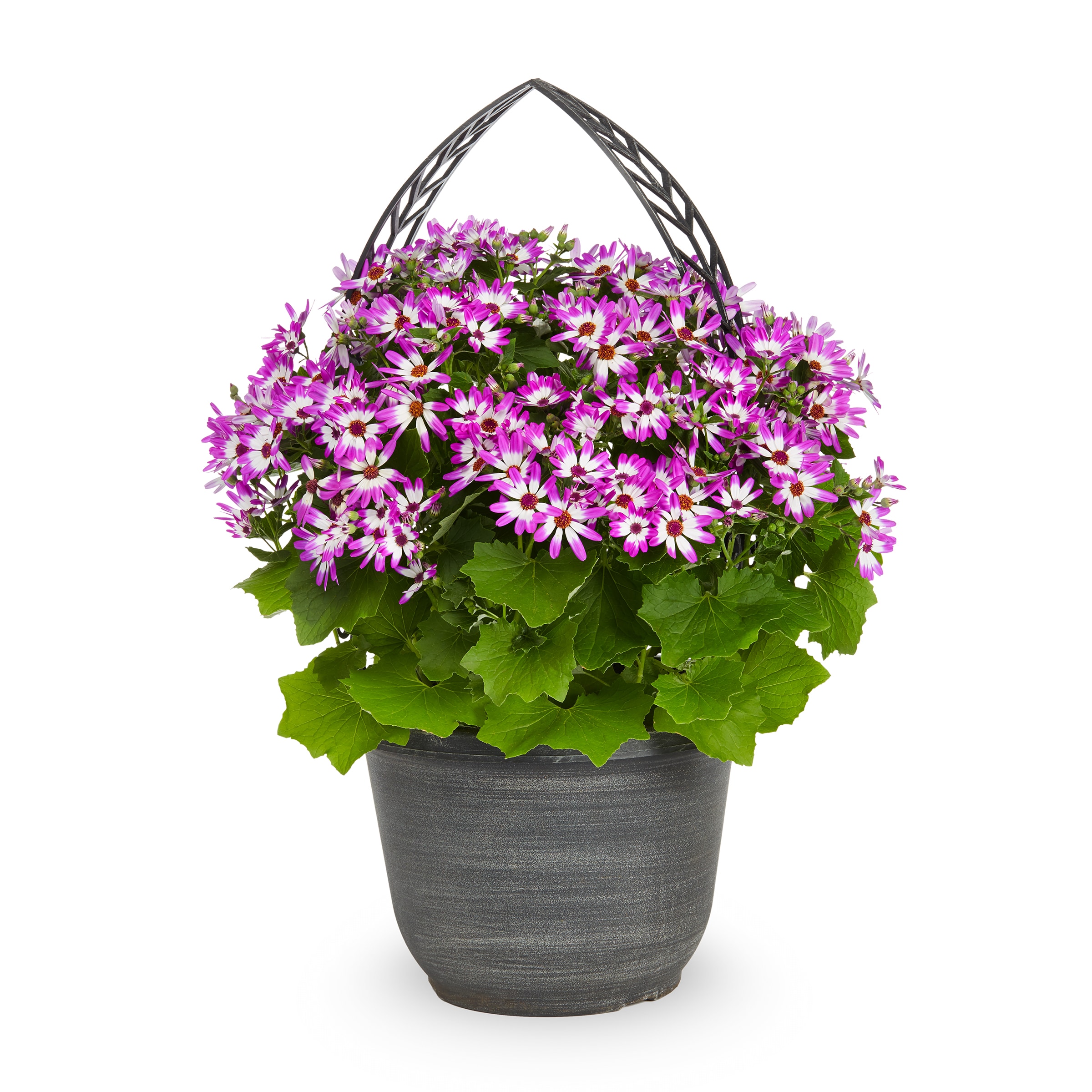 Lowe's 333920 Multicolor Senetti Pericallis in Gallon(s) Planter