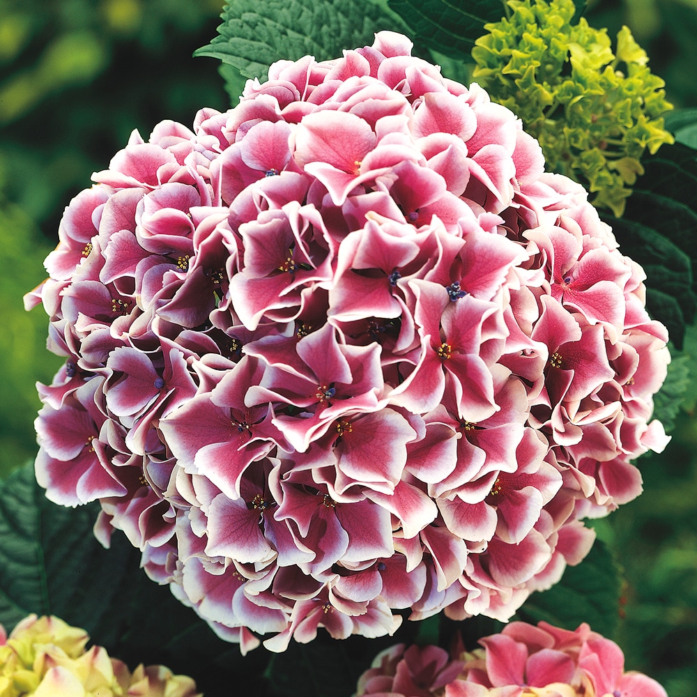 Spring Hill Nurseries 62113 Raspberry Parfait Hydrangea Multi Color Flowering Shrub in 1 Pack(s) Pot