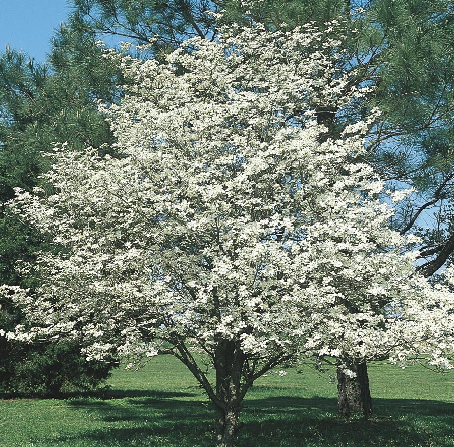 NURSERY 2.5-Quart White Flowering Tree White Dogwood In Pot (With Soil)