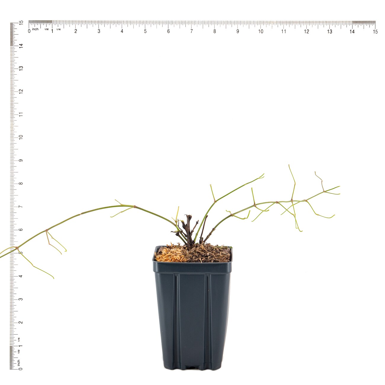 Van Zyverden 82953 Plant-Bulbs - View #3