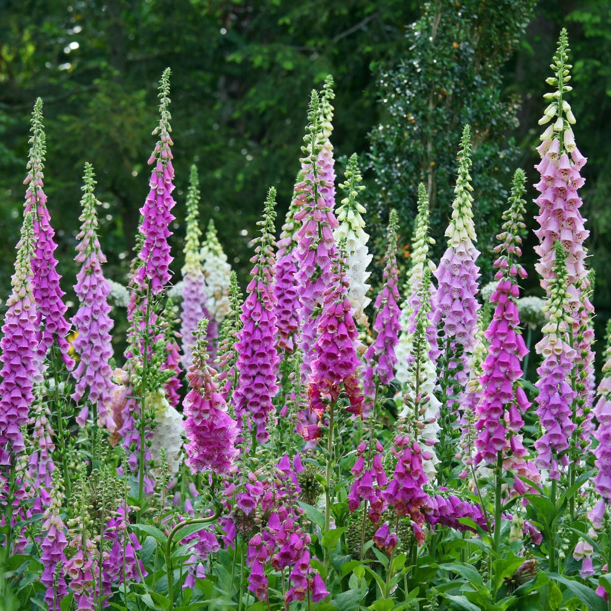 Direct Gardening 98209 perennials - View #3