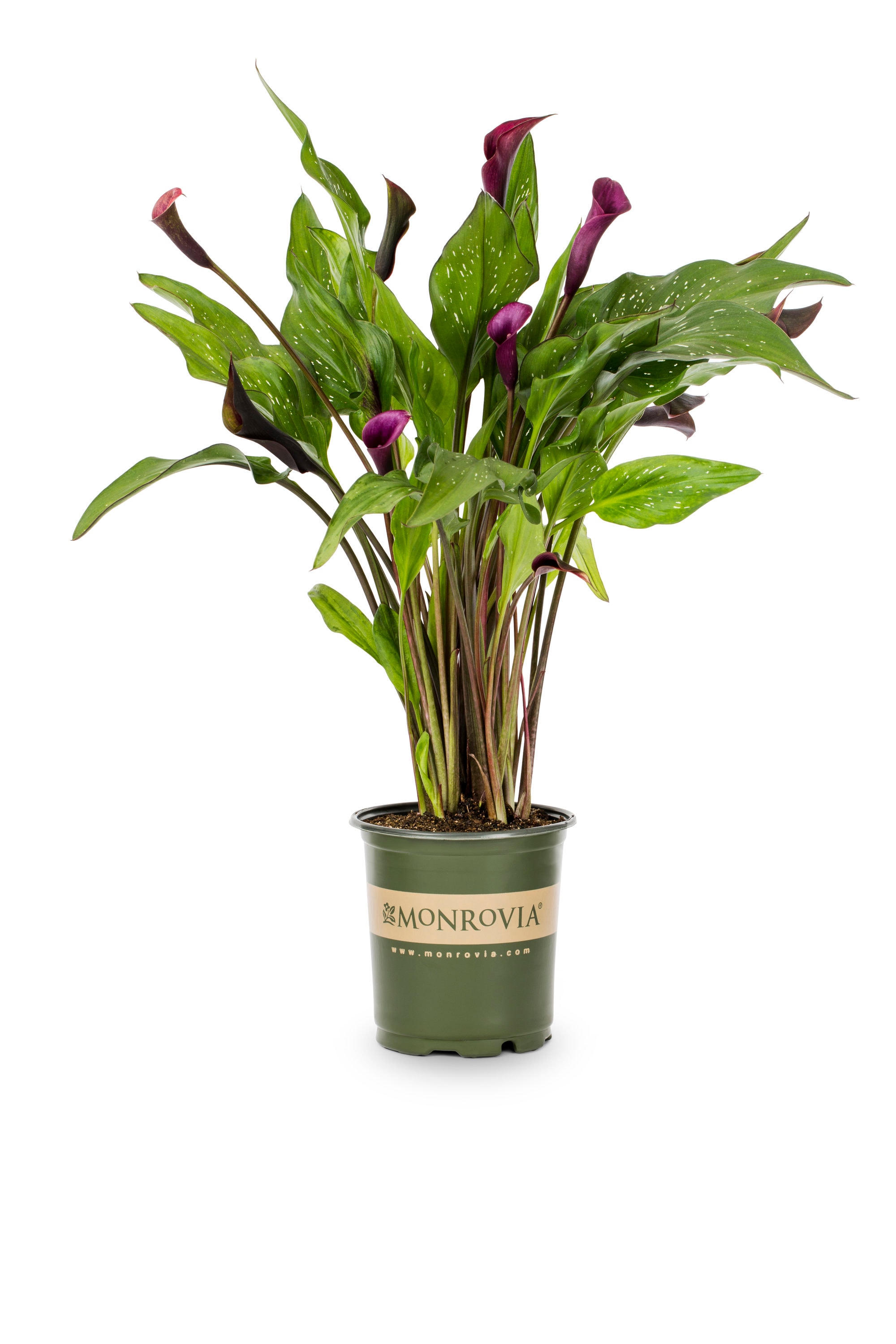 Monrovia NURSERY Multicolor Las Vegas Calla Lily Plant in 2.50 -Quart Pot 1.0 -Pack