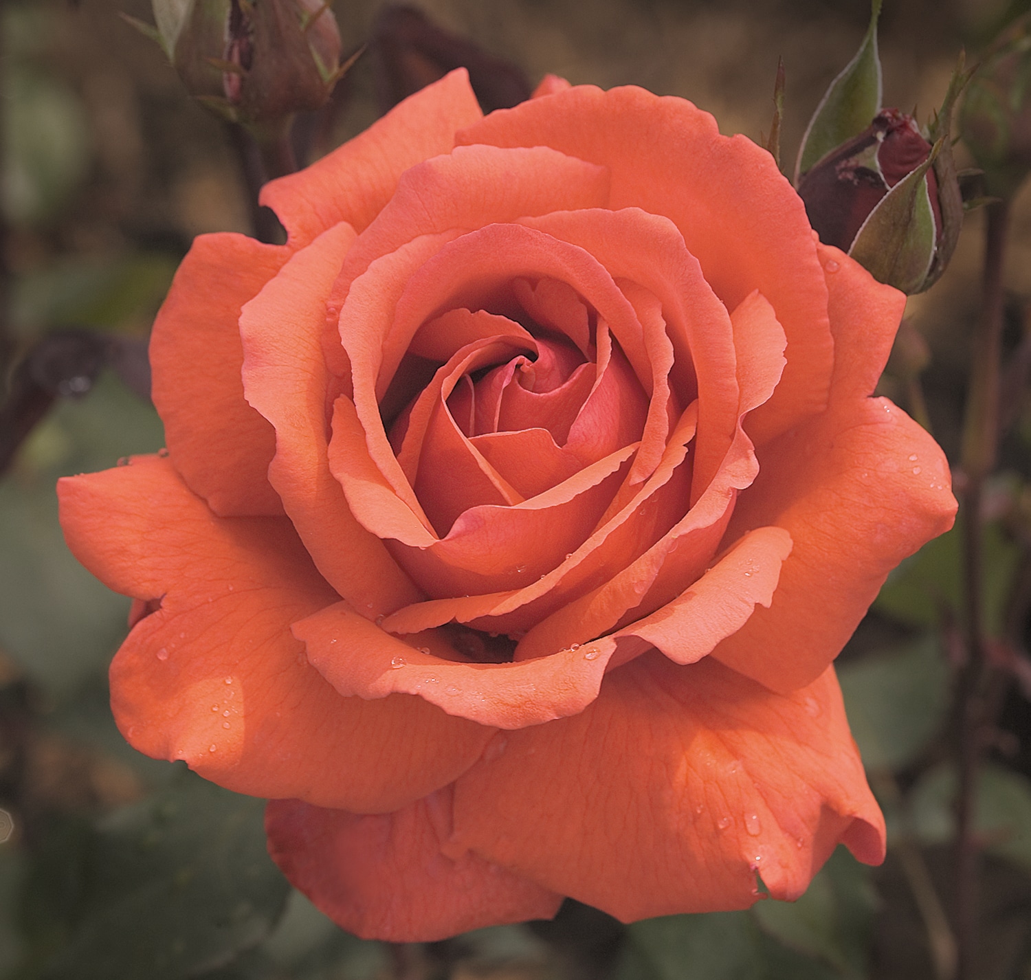 Direct Gardening Orange Flowering Fragrant Cloud Hybrid Tea Dormant ...