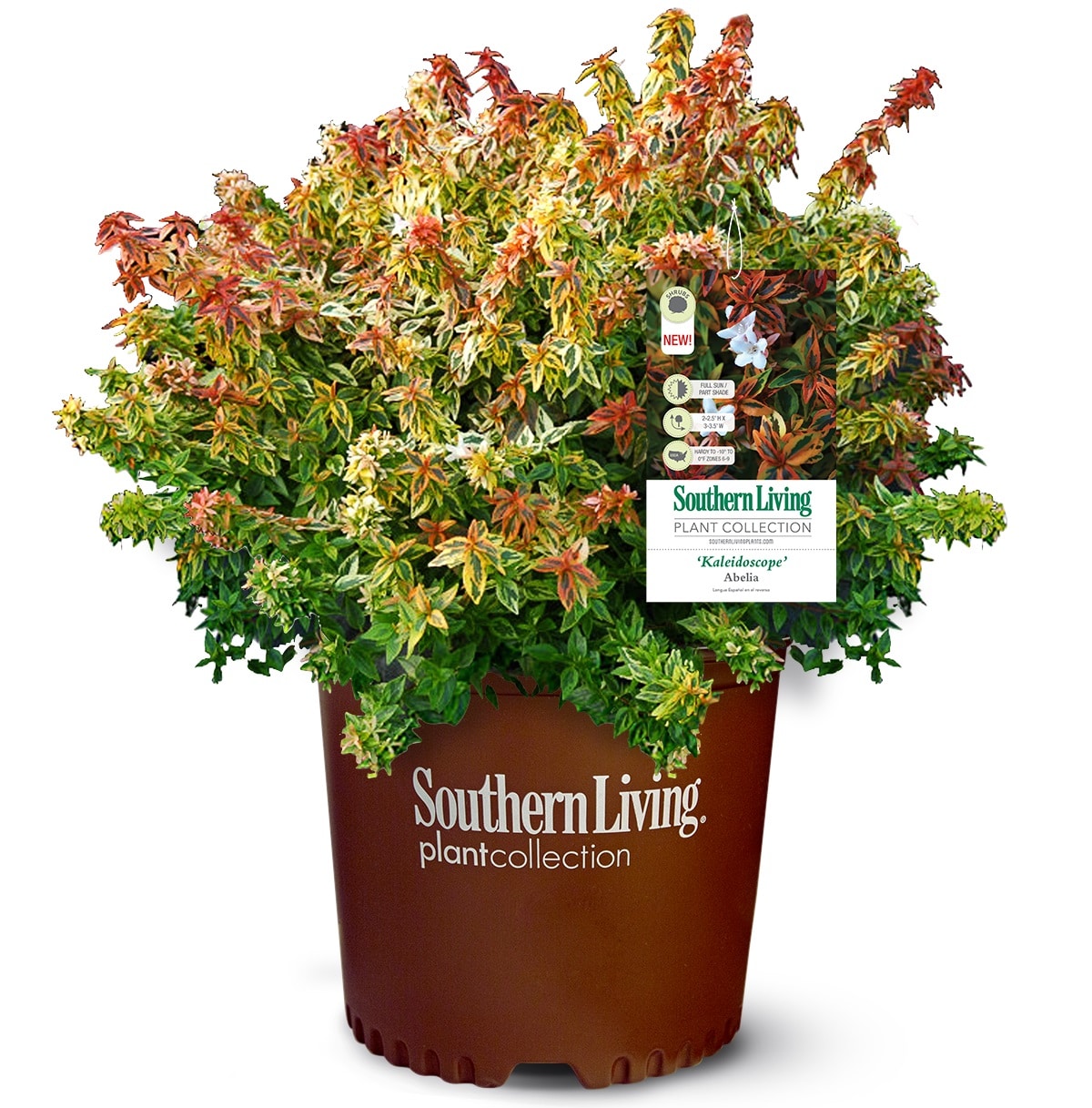 Southern Living 2.5 -Quart Kaleidoscope Abelia Accent Shrub with White Blooms 1 -Pack