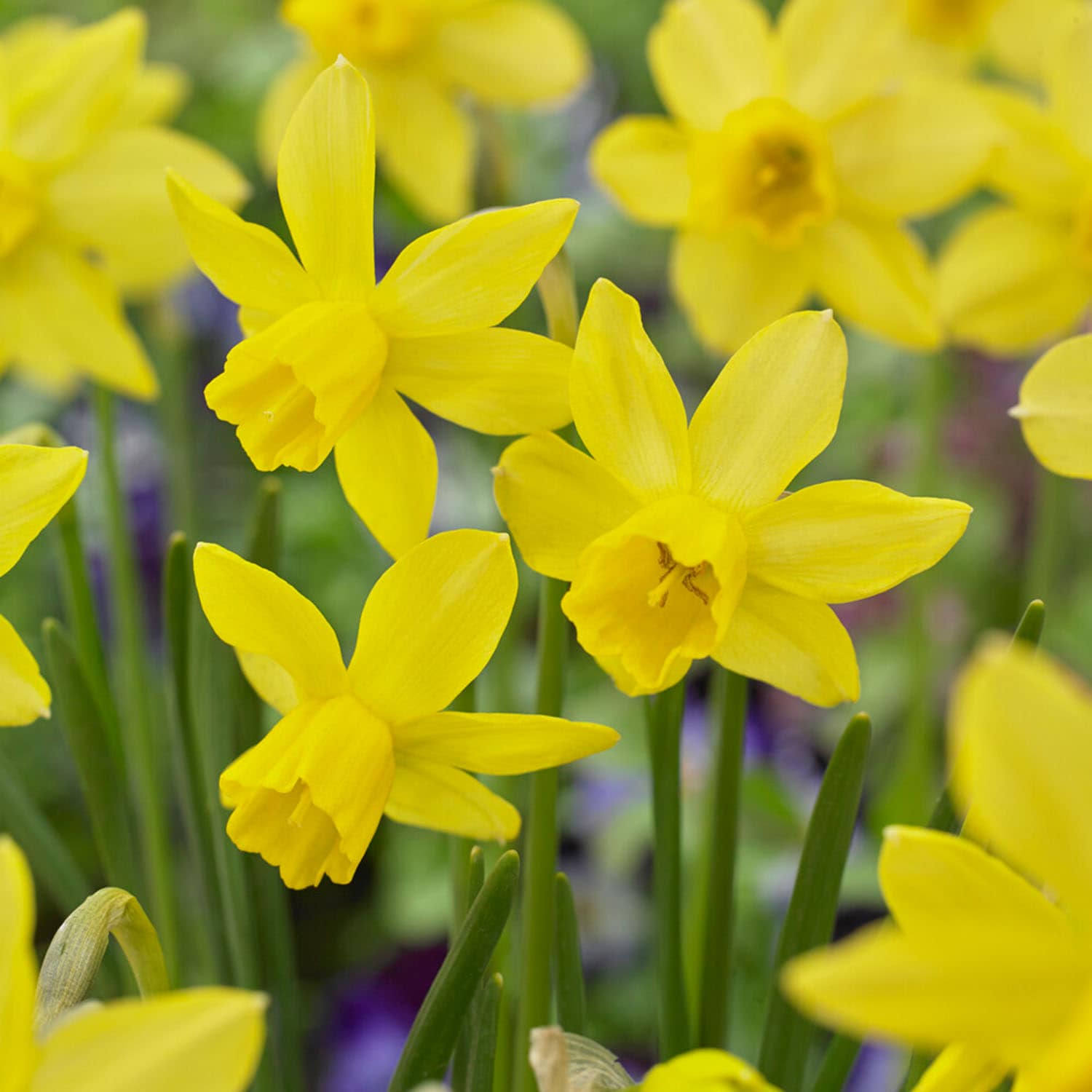 Garden State Bulb Yellow Sailboat Jonquil Daffodil Bulbs 50-Count In ...