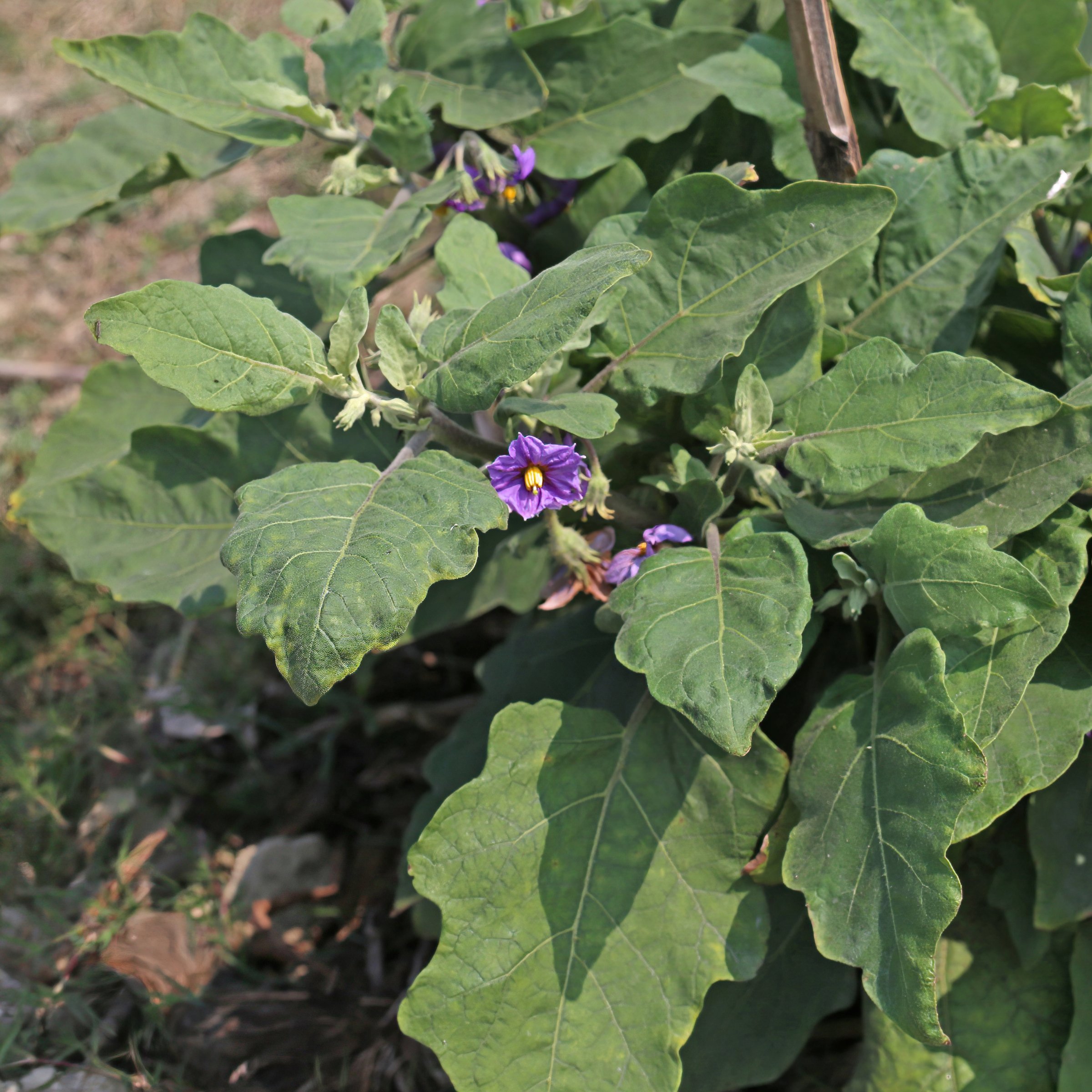 National Plant Network LW2260 Vegetable-Plants - View #4