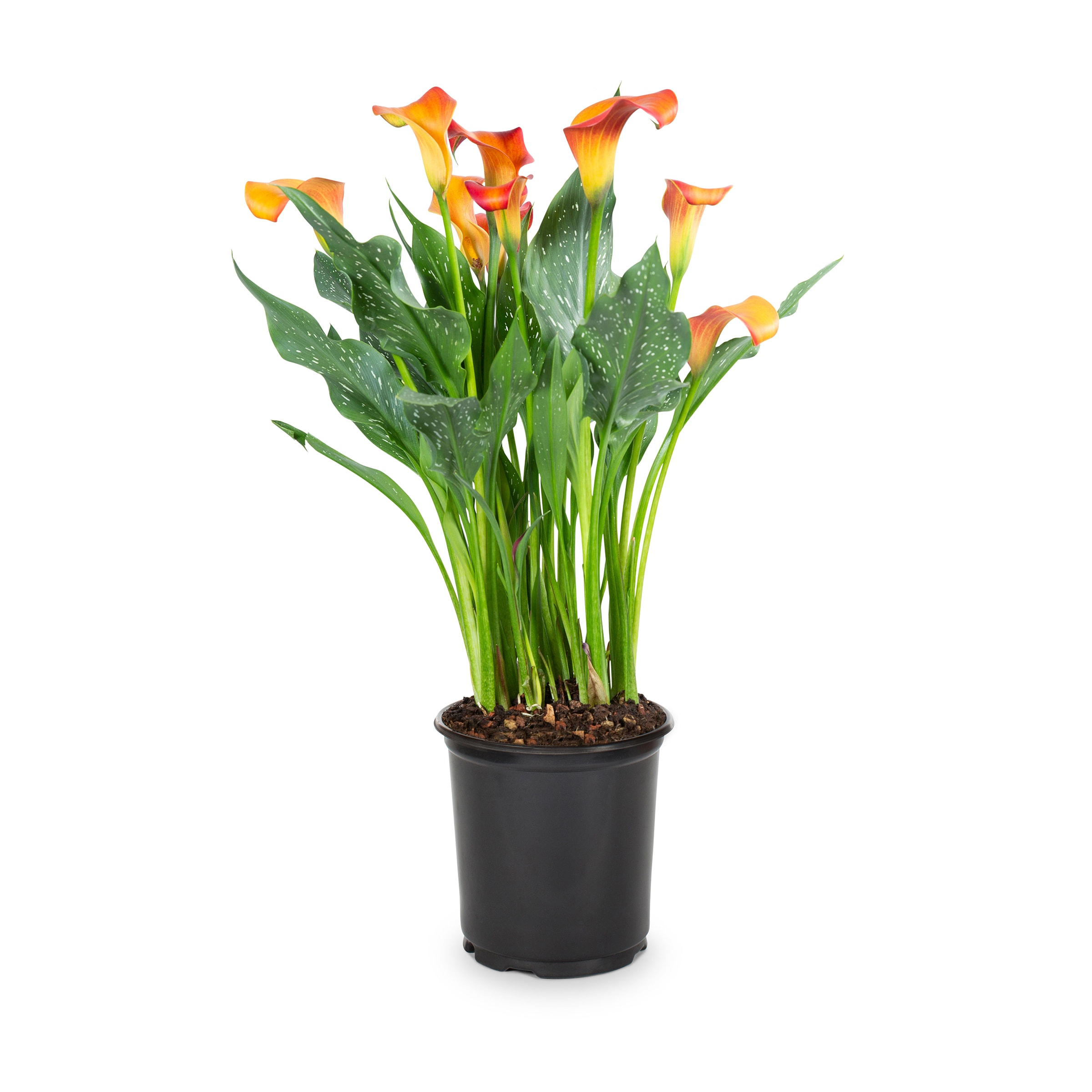 Lowe's 256440 Calla Lily Plant in 3 -Quart