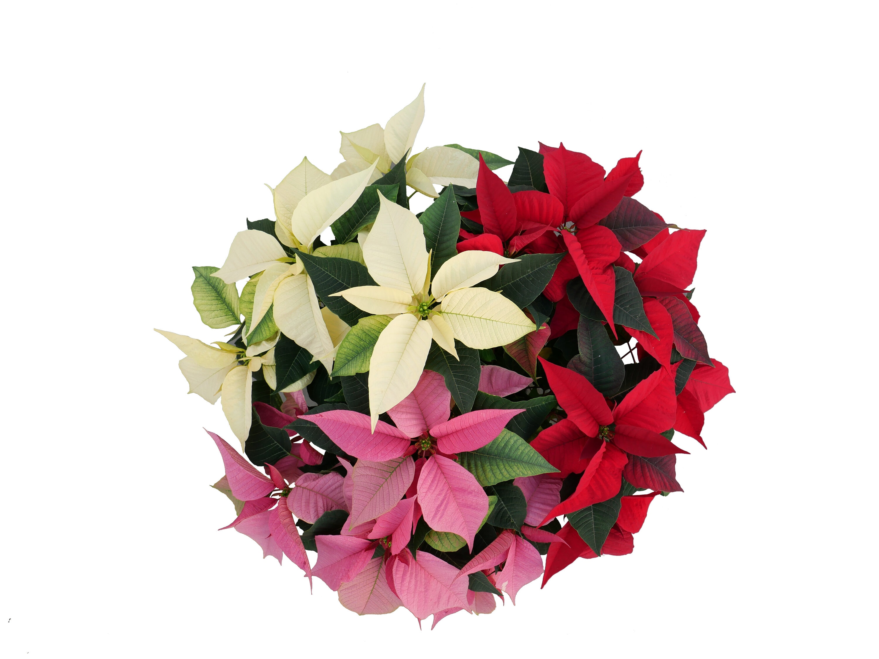  028289233353 Fresh Christmas Potted Poinsettia