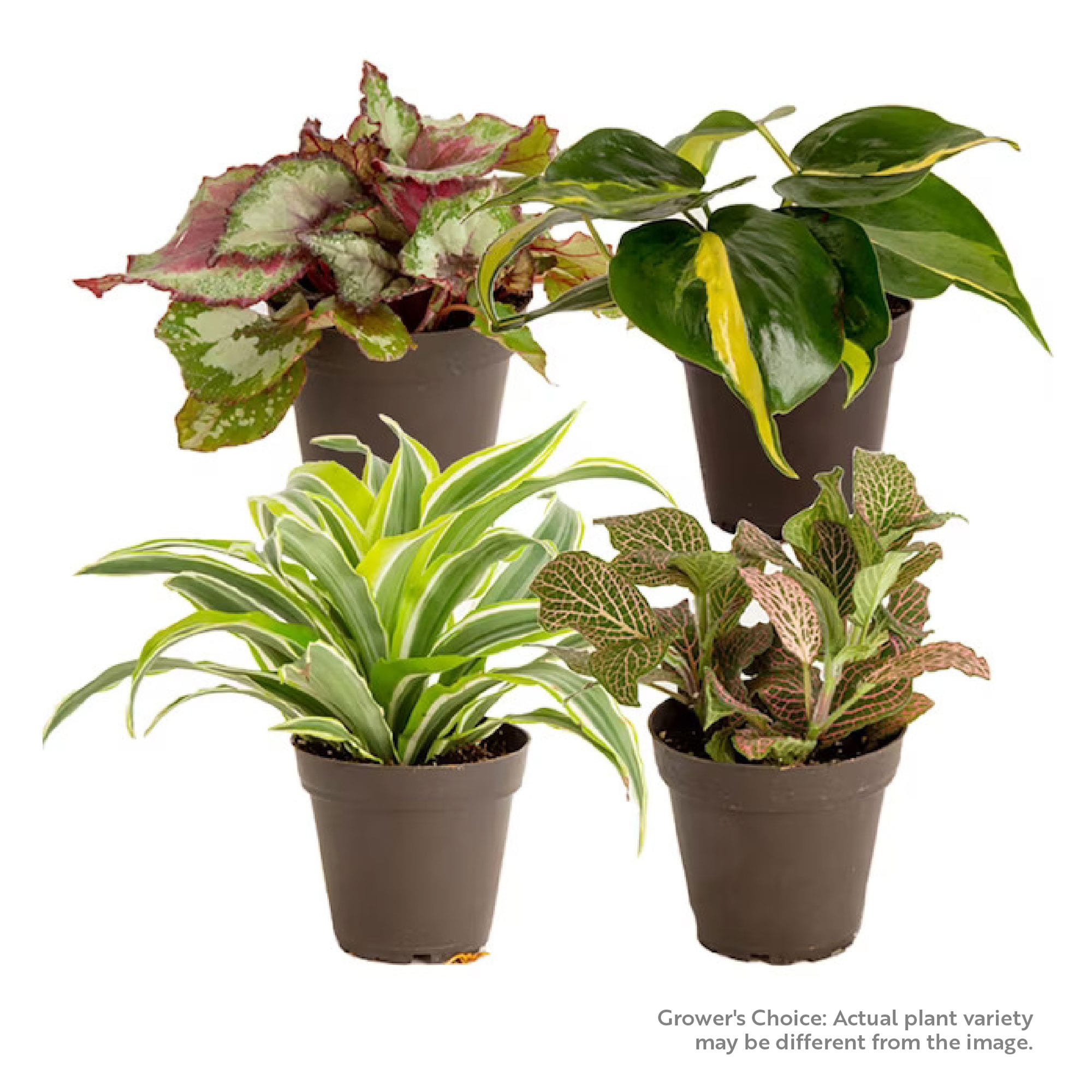 Costa Farms CO.3.8EAGC.1.GP.PK4 Grower's Choice Exotic Angels Clean Air House plant in 3.8 Inch(es) Pot 4 -Pack