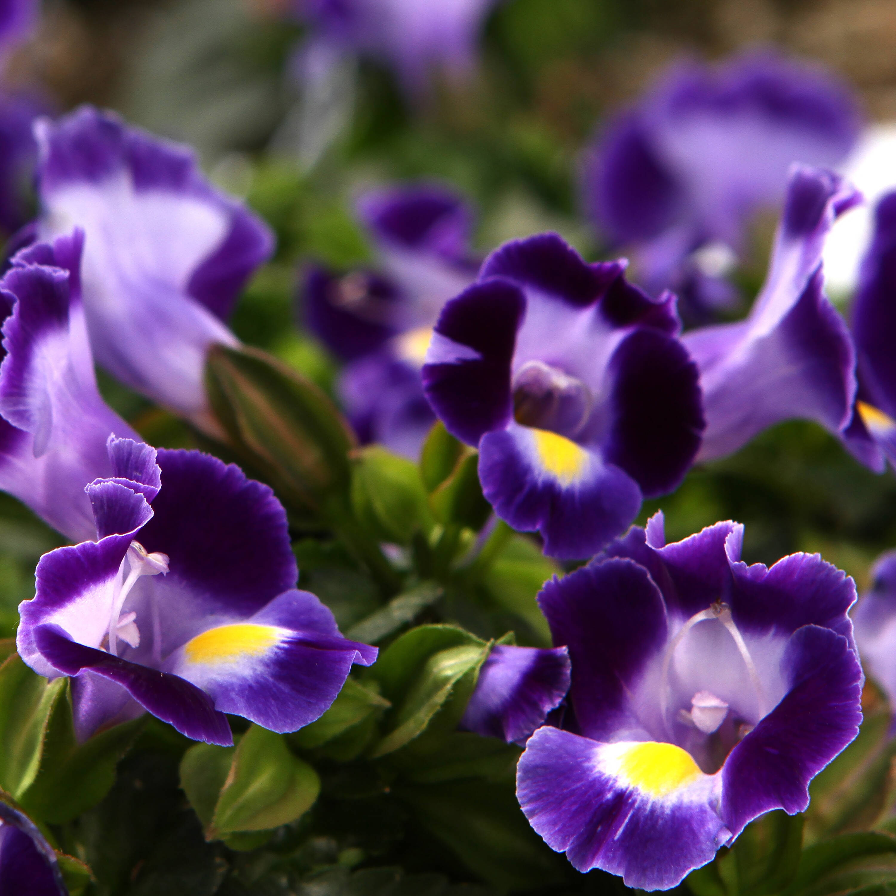 Proven Winners TORPRW2057504 Blue Wishbone Flower in 4.25-in Pot