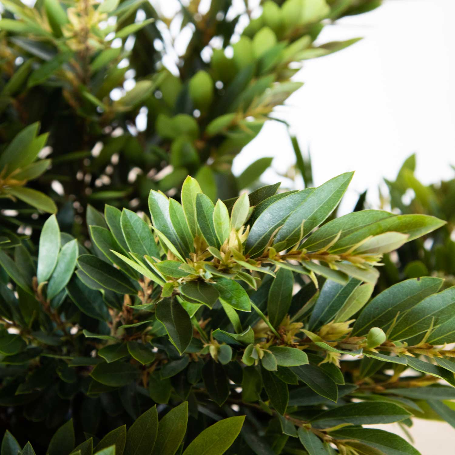 Southern Living Plant Collection 90612SL-1 shrubs - View #3