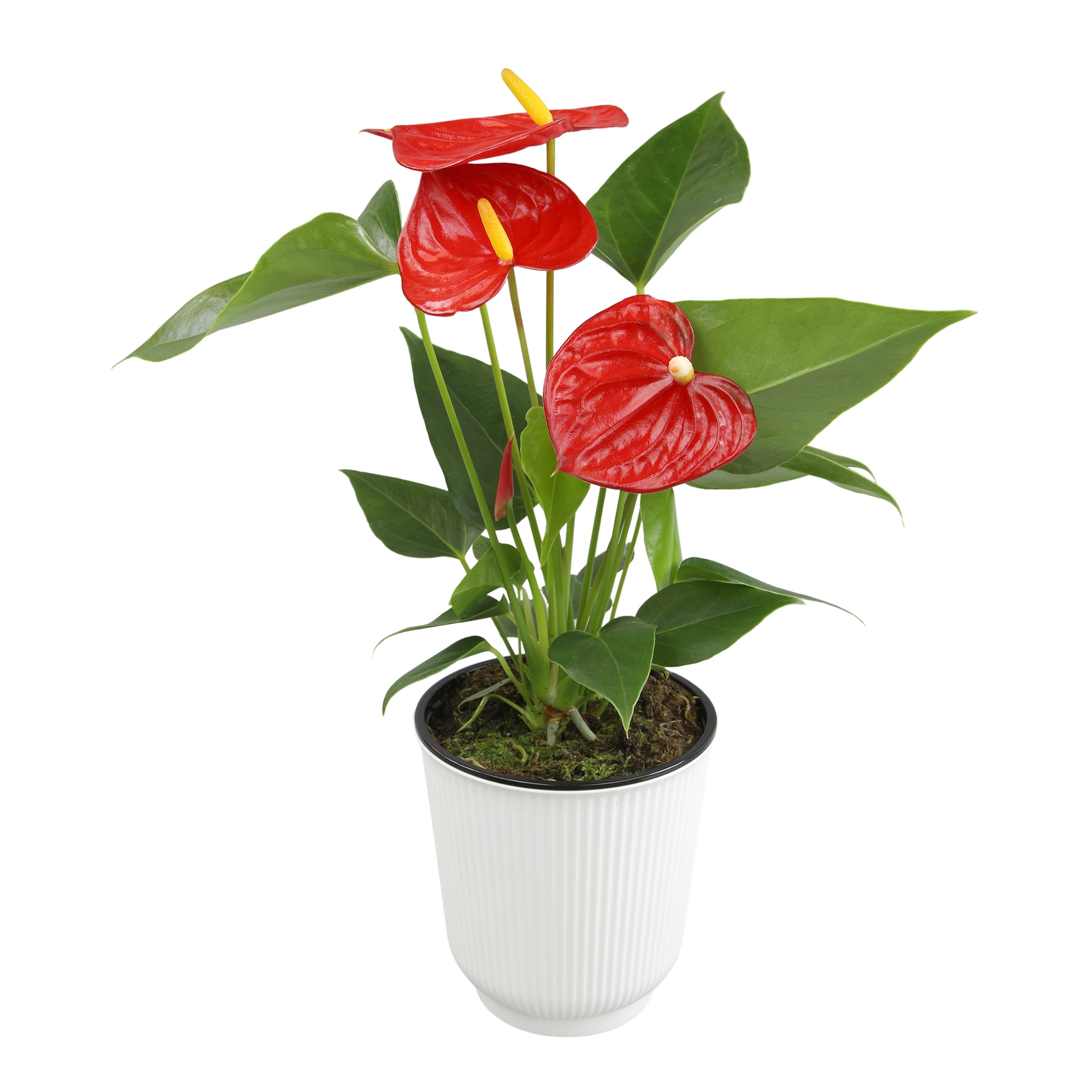 Altman Plants Red Flamingo Flower Anthurium Decorative Plant Gift ...