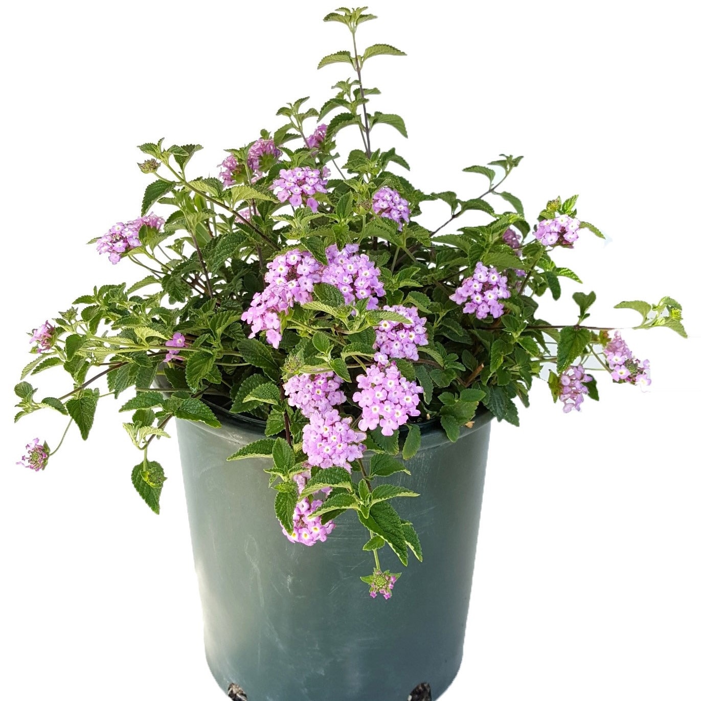 Altman Plants 0881247 perennials - View #2