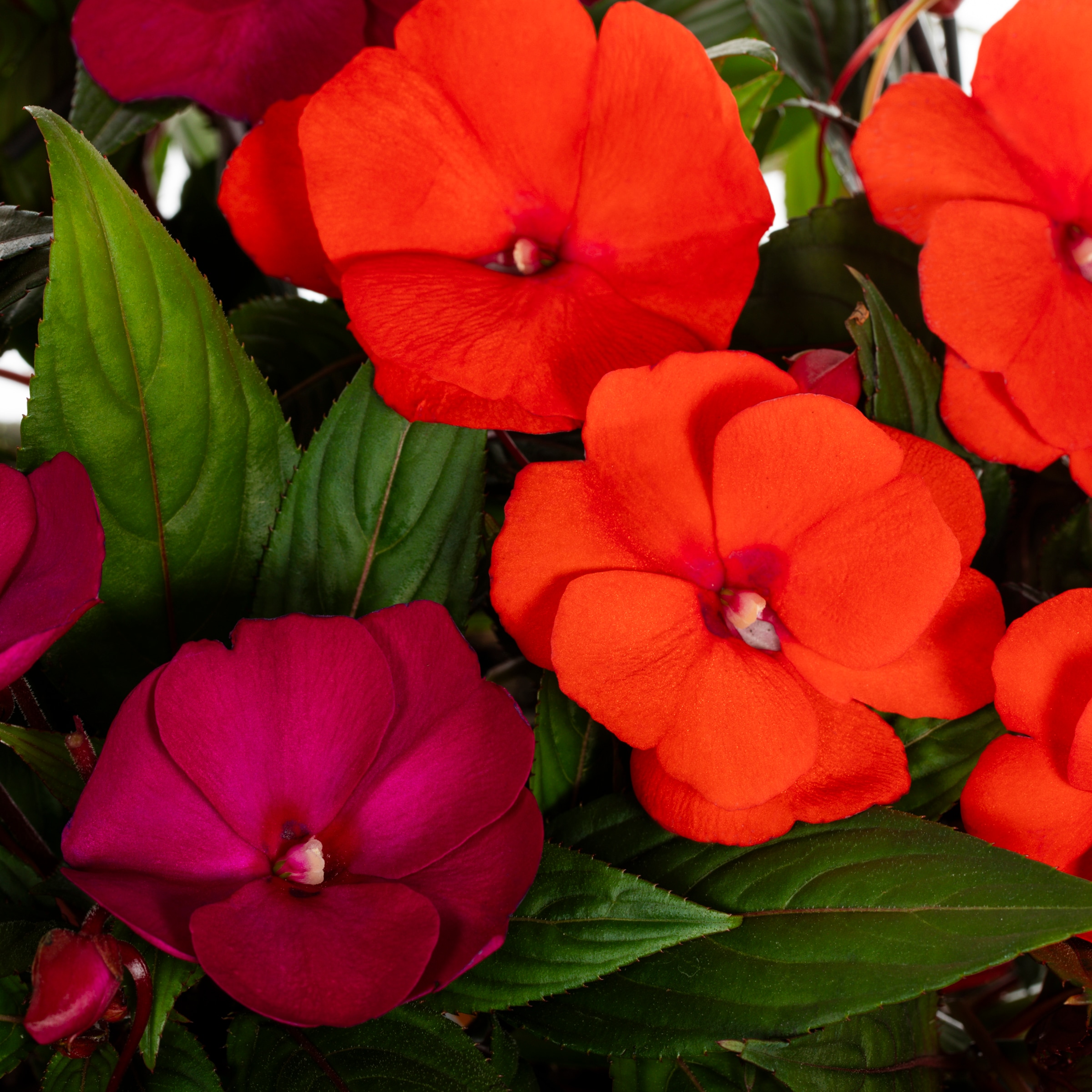 Lowe's NURSERY annuals - View #2