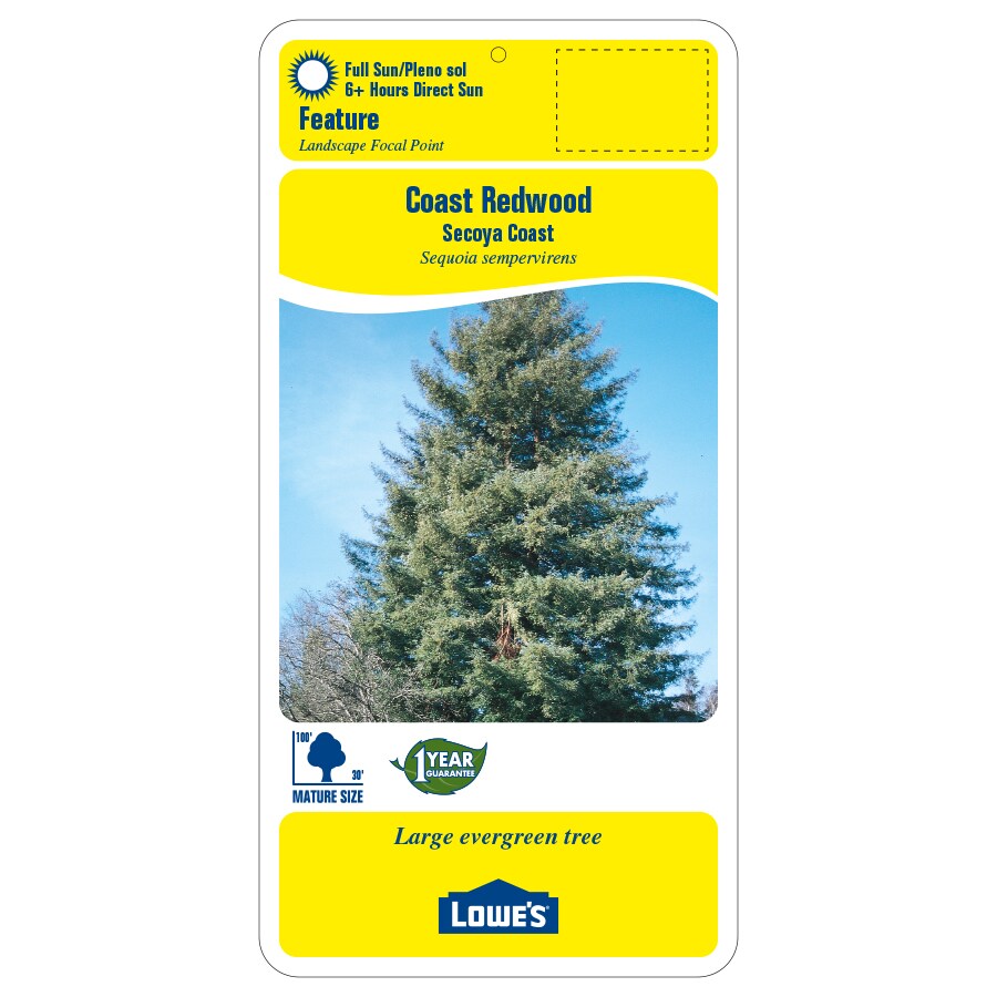 Lowe's NURSERY trees - View #2