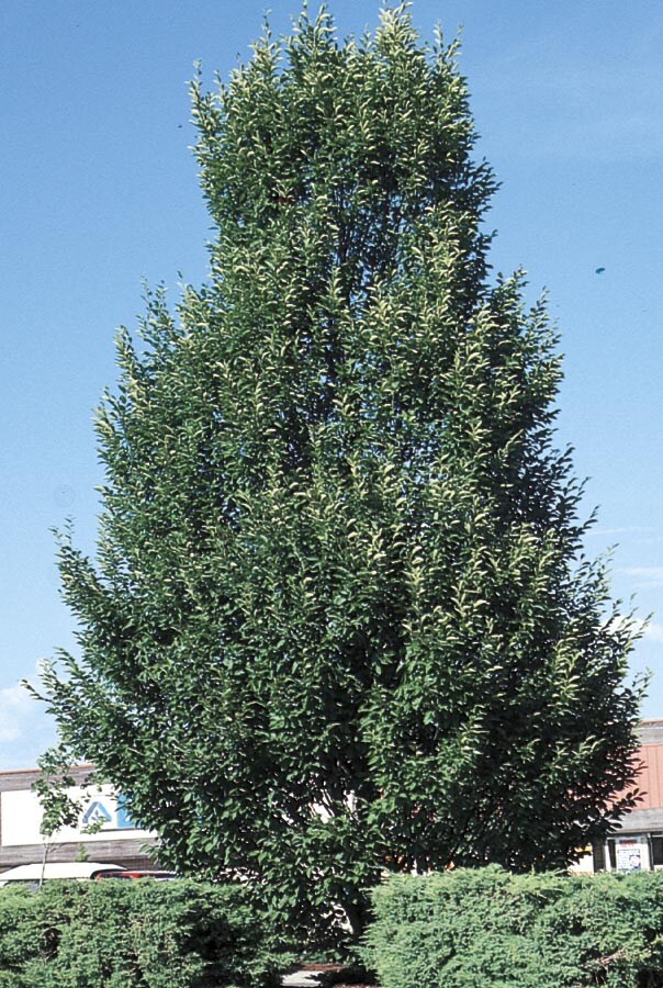  NURSERY 19.78-Gallon Shade Tree Columnar European Hornbeam In Pot (With Soil)