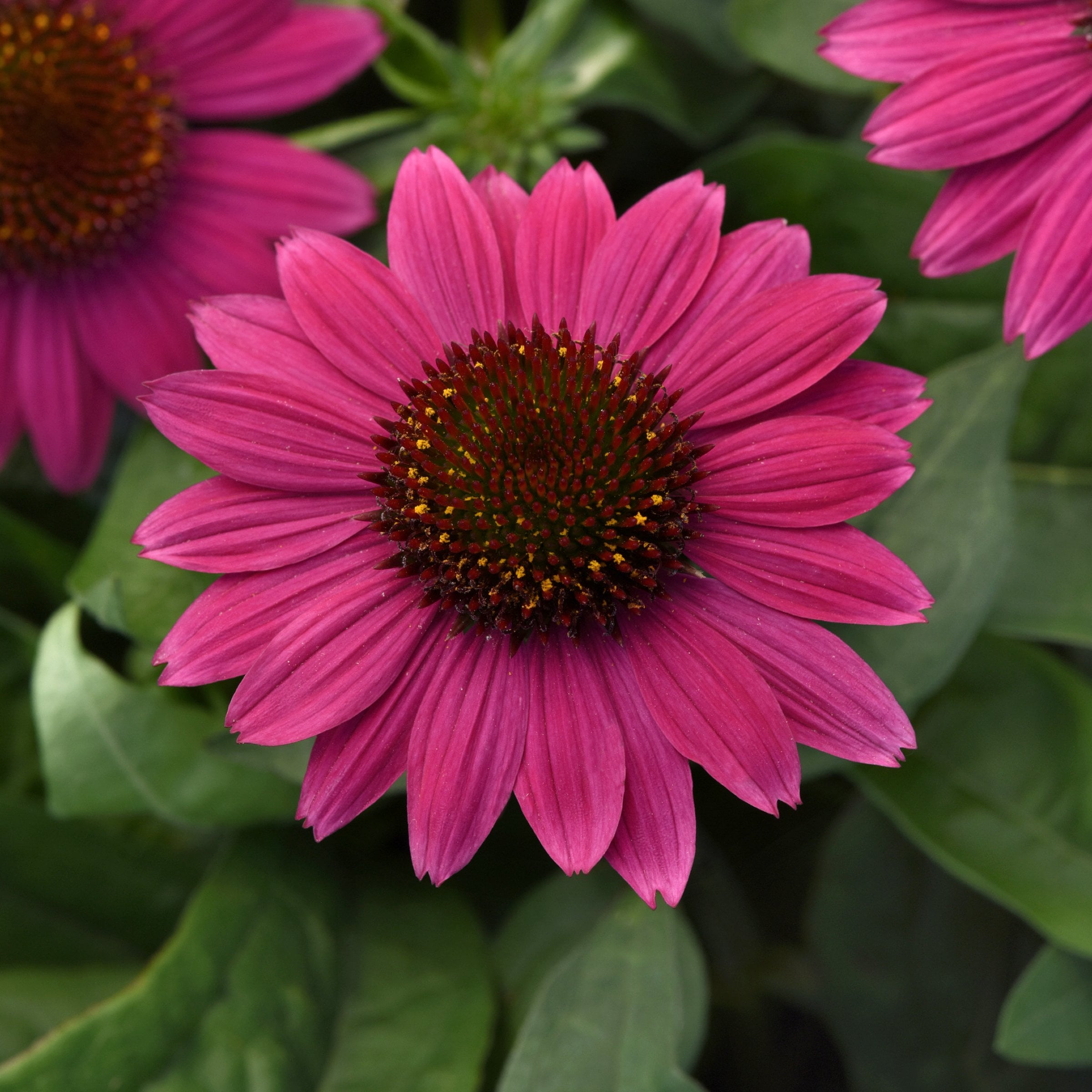 National Plant Network - 3.25 -in Echinacea Fuchsia Fandango Coneflower 3 -Pack - Low Maintenance