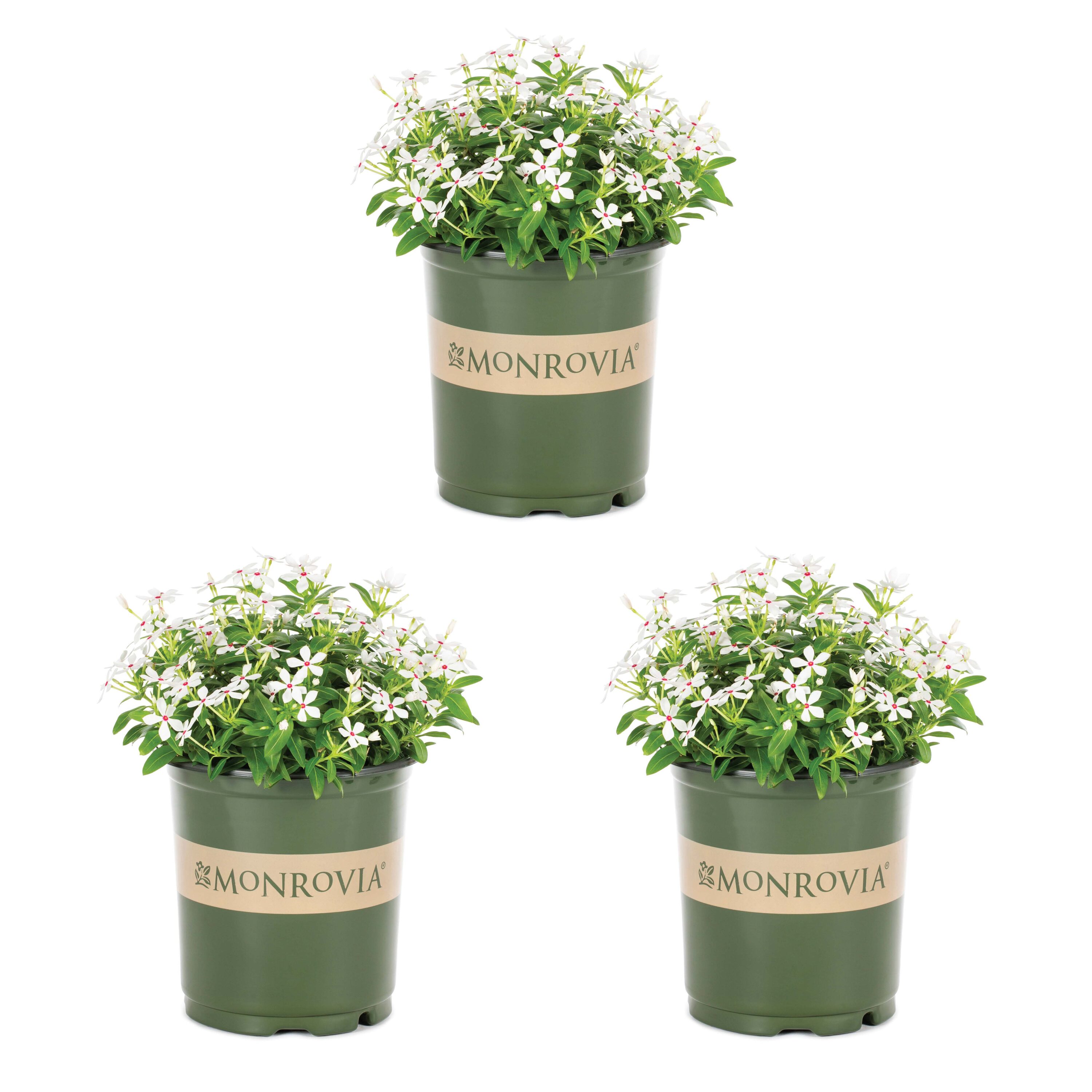 Monrovia White Periwinkle in 2.5-Quart Pot 3-Pack 79154 at Lowes.com