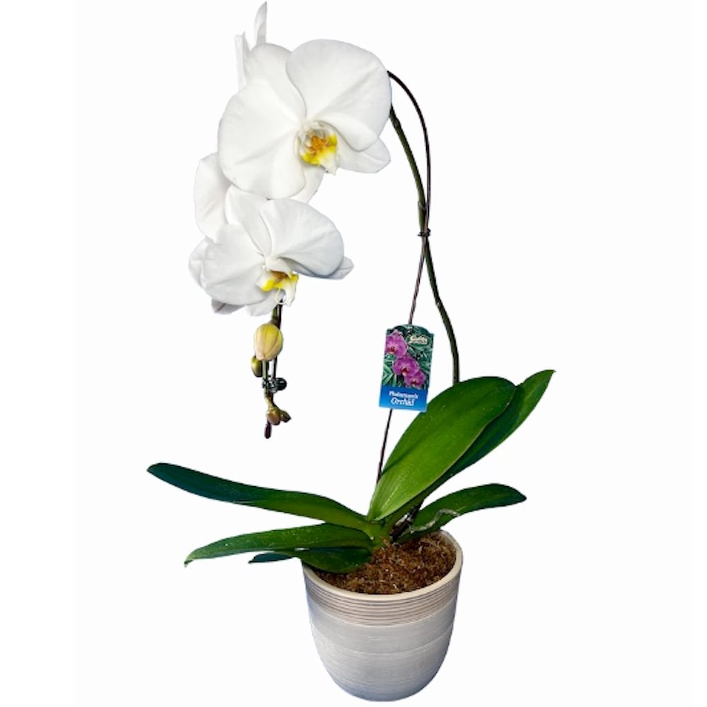 Gubler DES6 Mixed Orchid House plant in Quart(s) Planter 1.0 -Pack