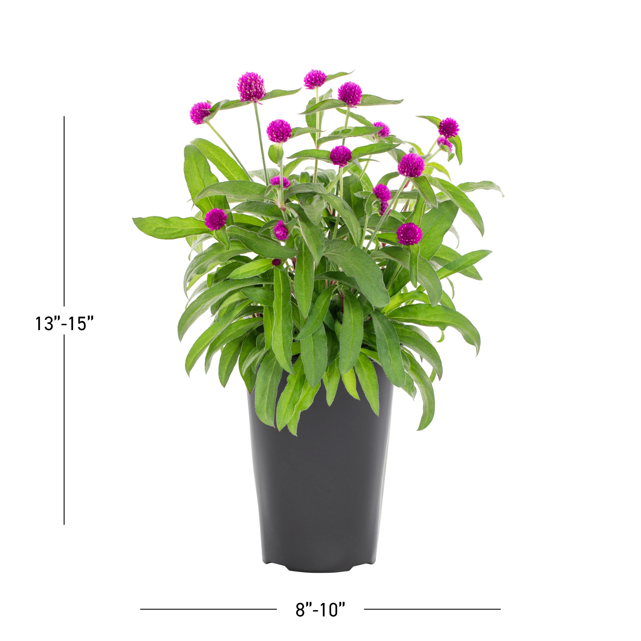 Lowe's NURSERY annuals - View #3