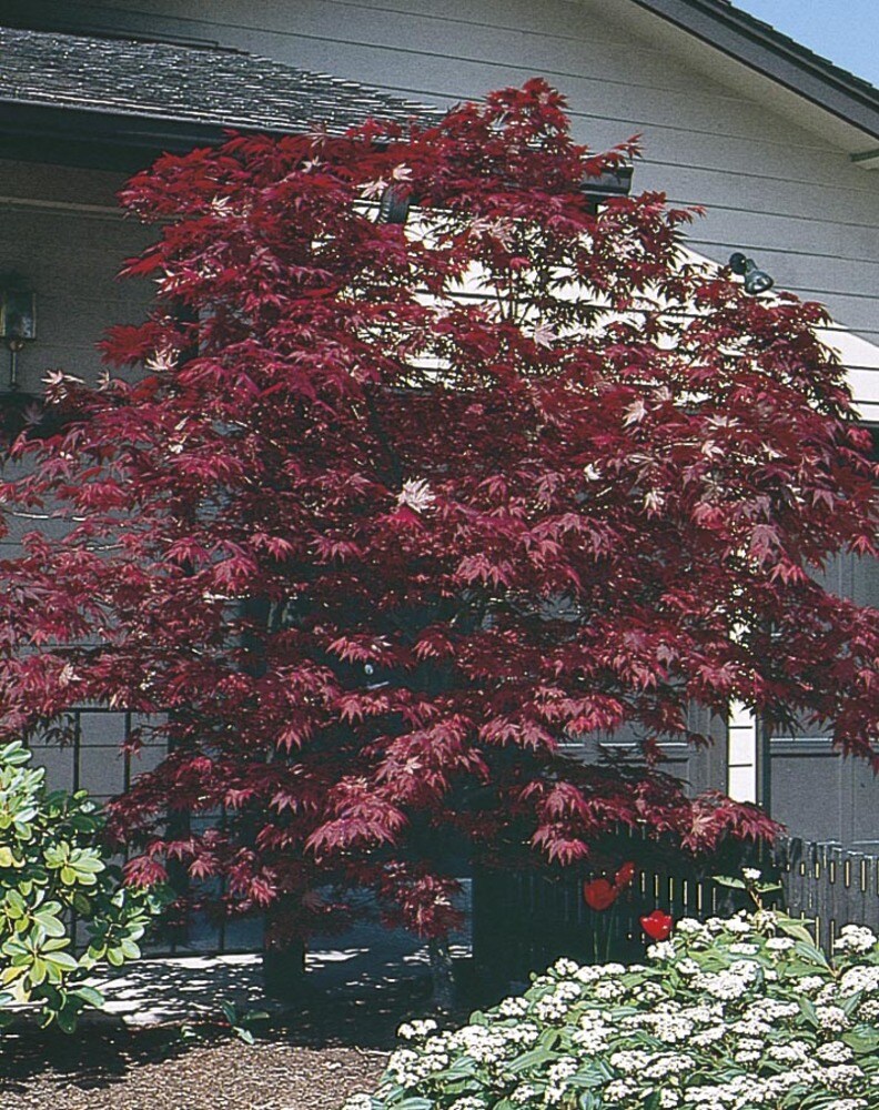 Lowe's NURSERY 8 -Gallon Feature Assorted Upright Japanese Maple In pot (with soil)