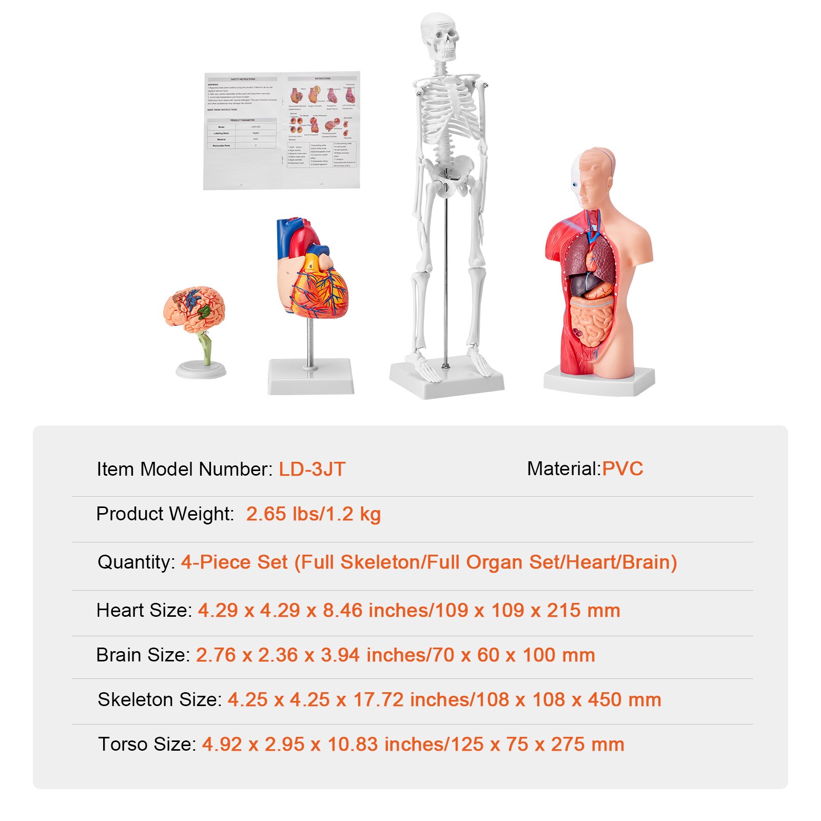 GIVIMO 4-Piece Human Anatomy Model Set with Torso Brain Heart and ...