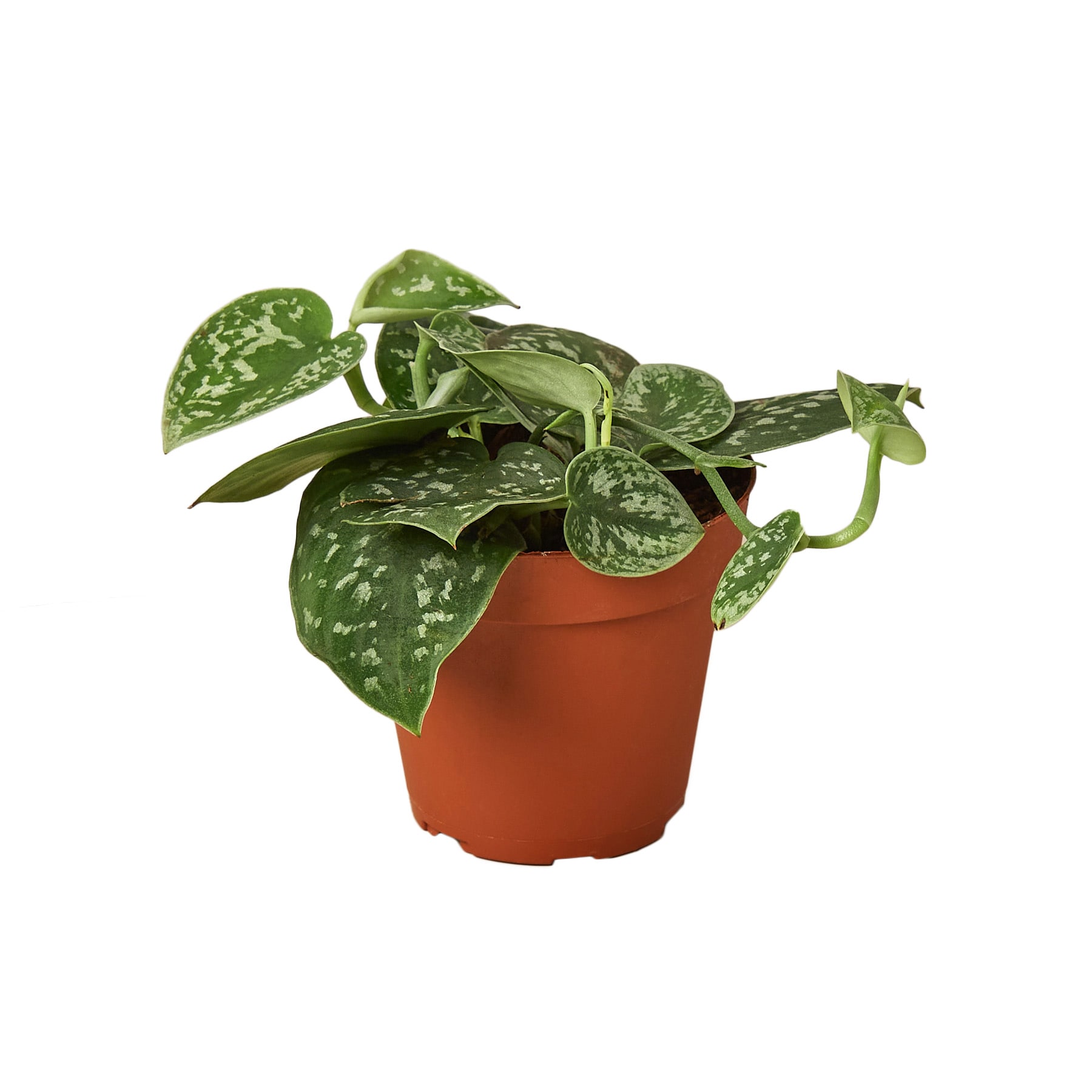 House Plant Shop 171 Pothos Satin House Plant in 1-Pack Pot