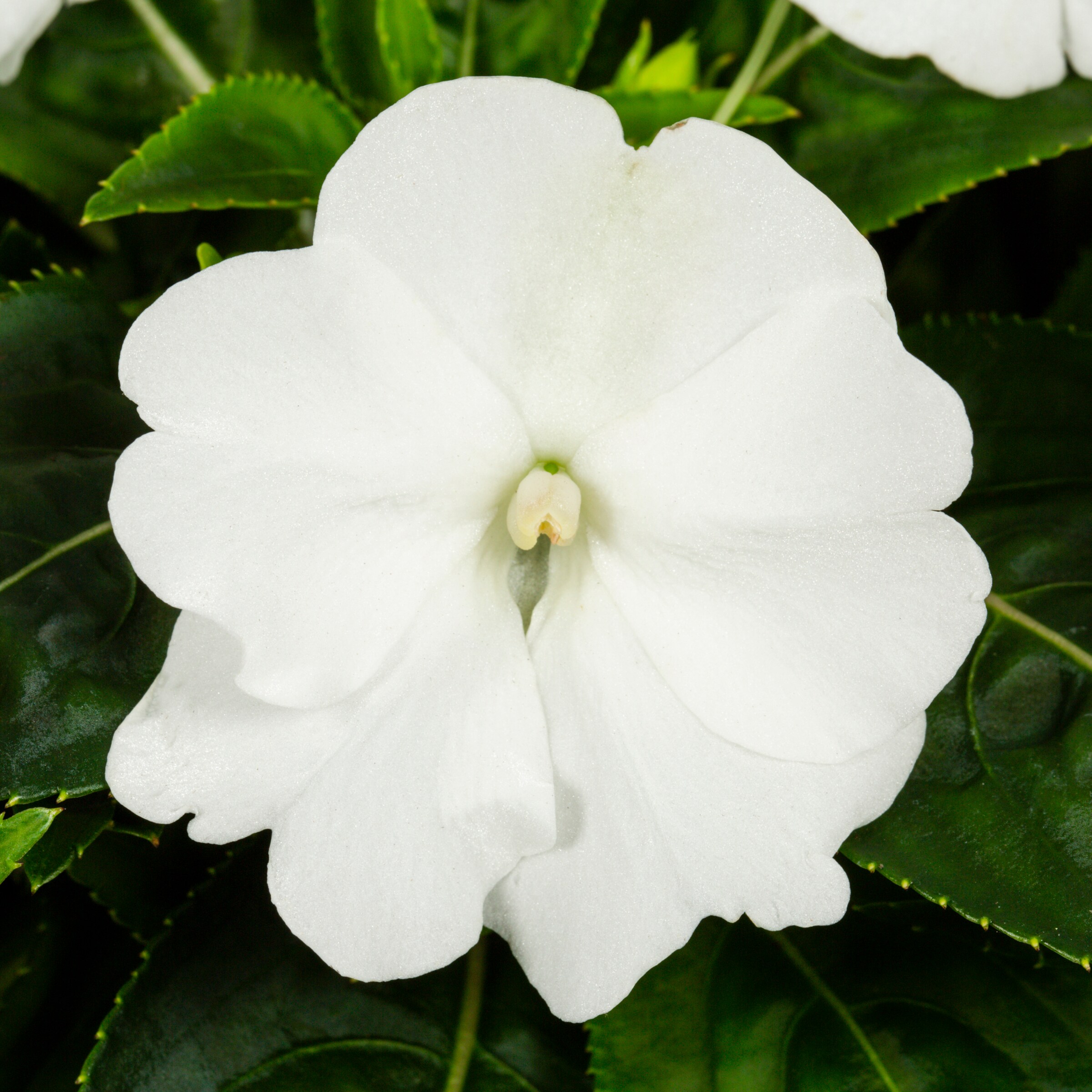 Monrovia 79181 annuals - View #2