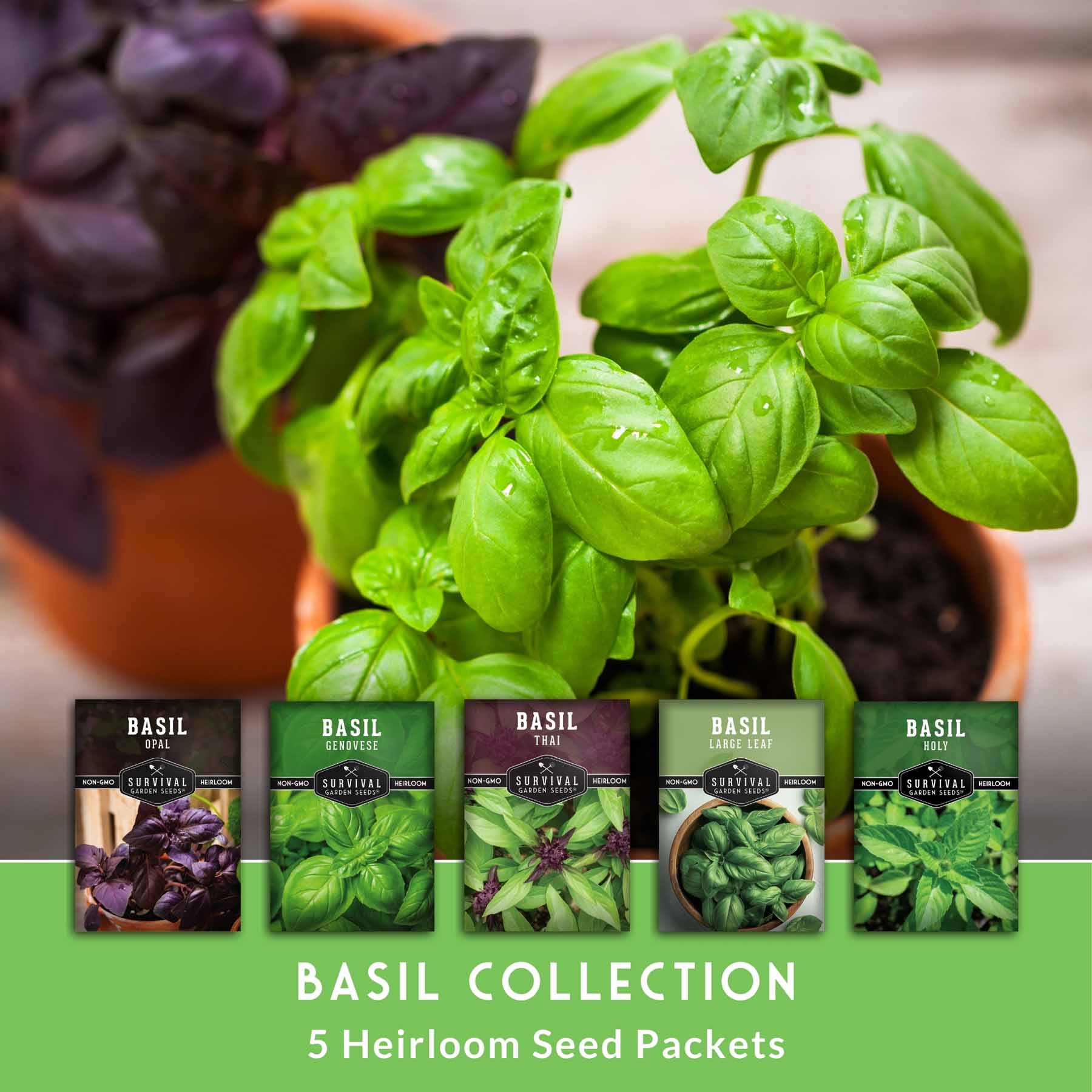 Survival Garden Seeds BASILCOLLECTION Vegetable-Herb-Seeds - View #3