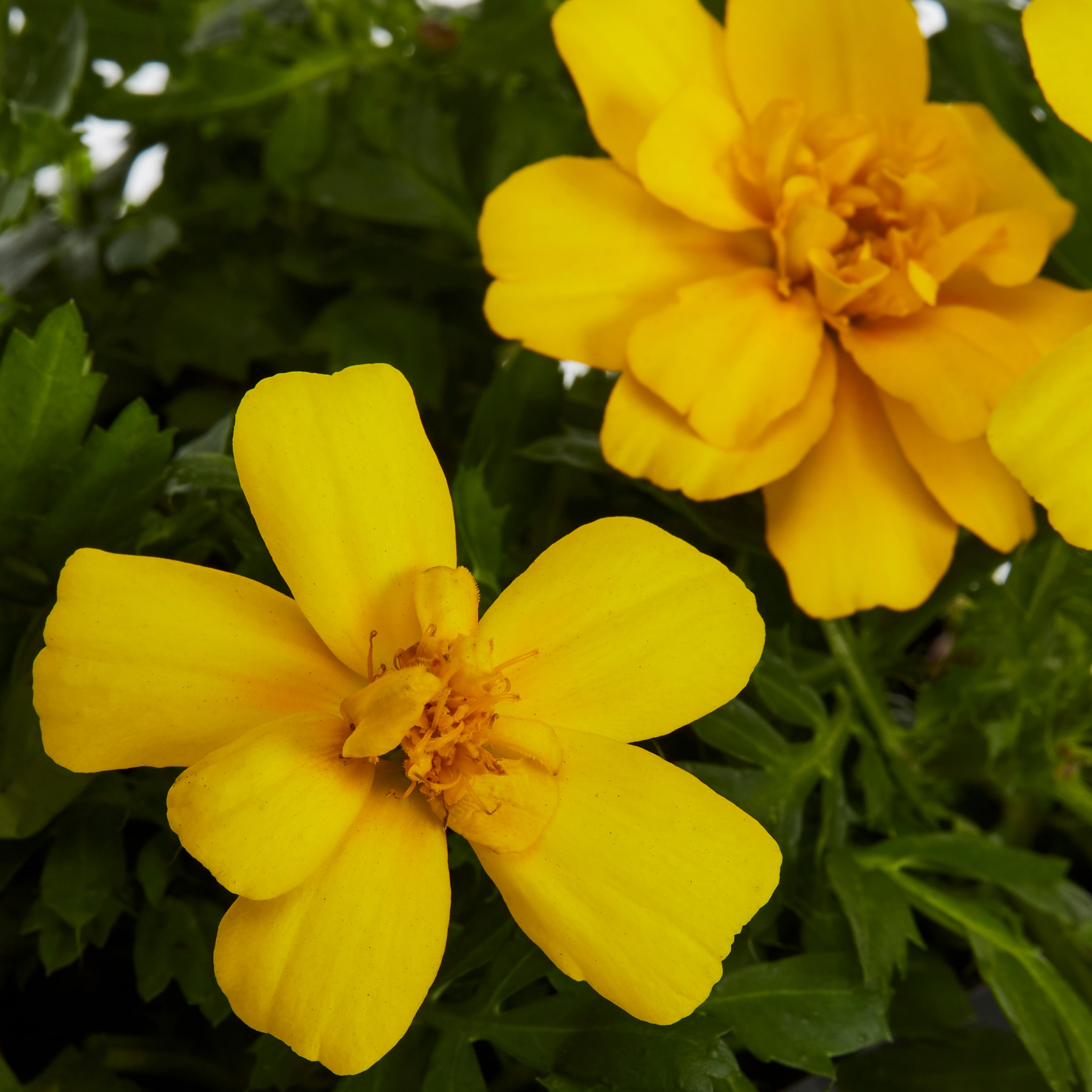 Lowe's 1527848 annuals - View #4