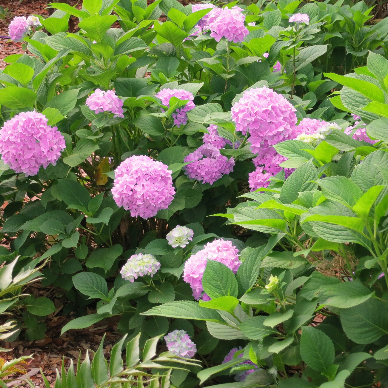 Perfect Plants LOPENNYMCHYDRANGEA1G shrubs - View #7