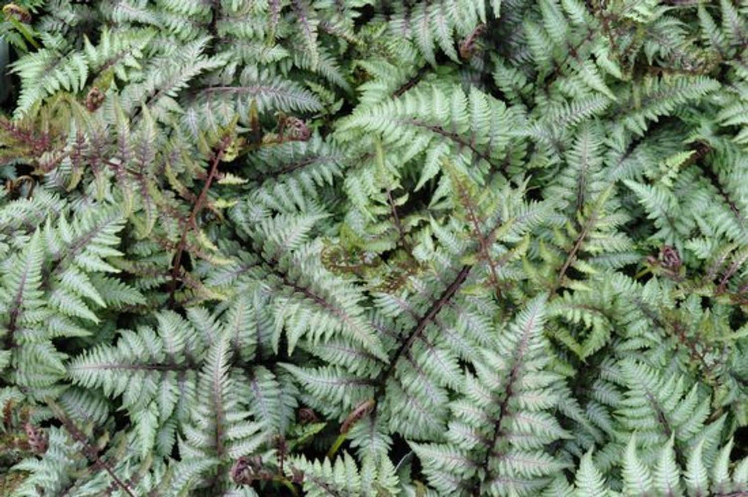Hirt's Gardens - Japanese Painted Fern - Athyrium - Shade Lover - Hardy - Quart Pot