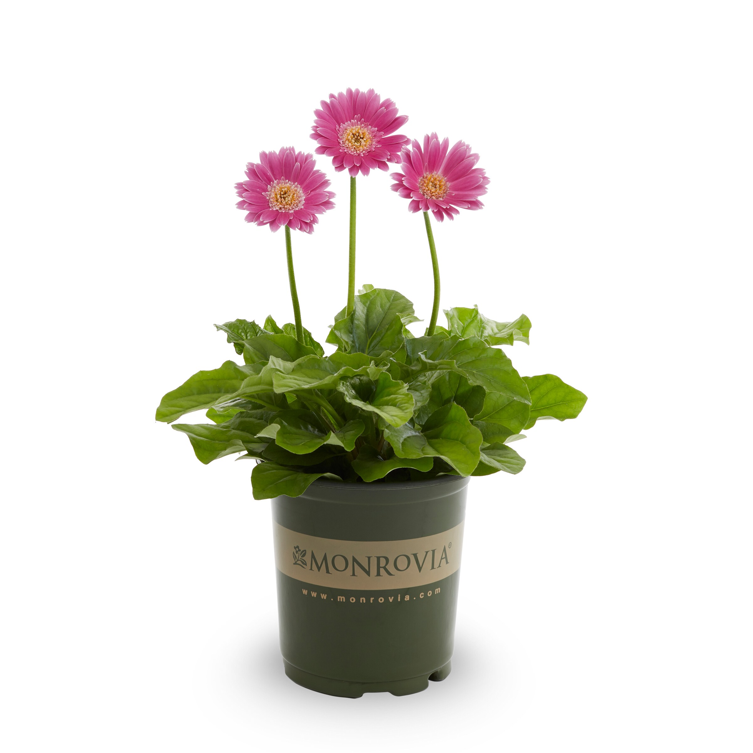 Monrovia 2.5QTGERGMN annuals - View #7