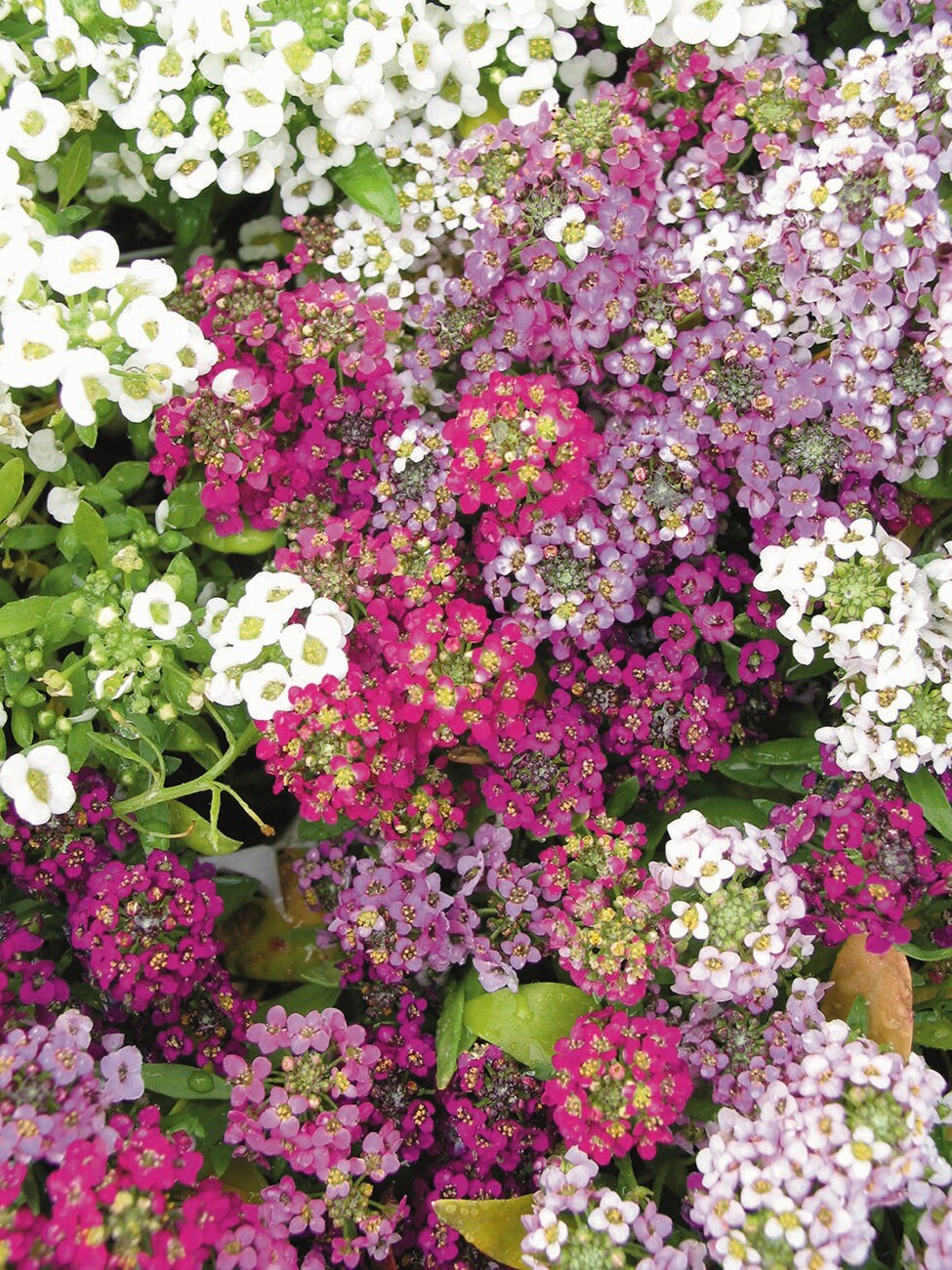 Lowe's NURSERY annuals - View #2
