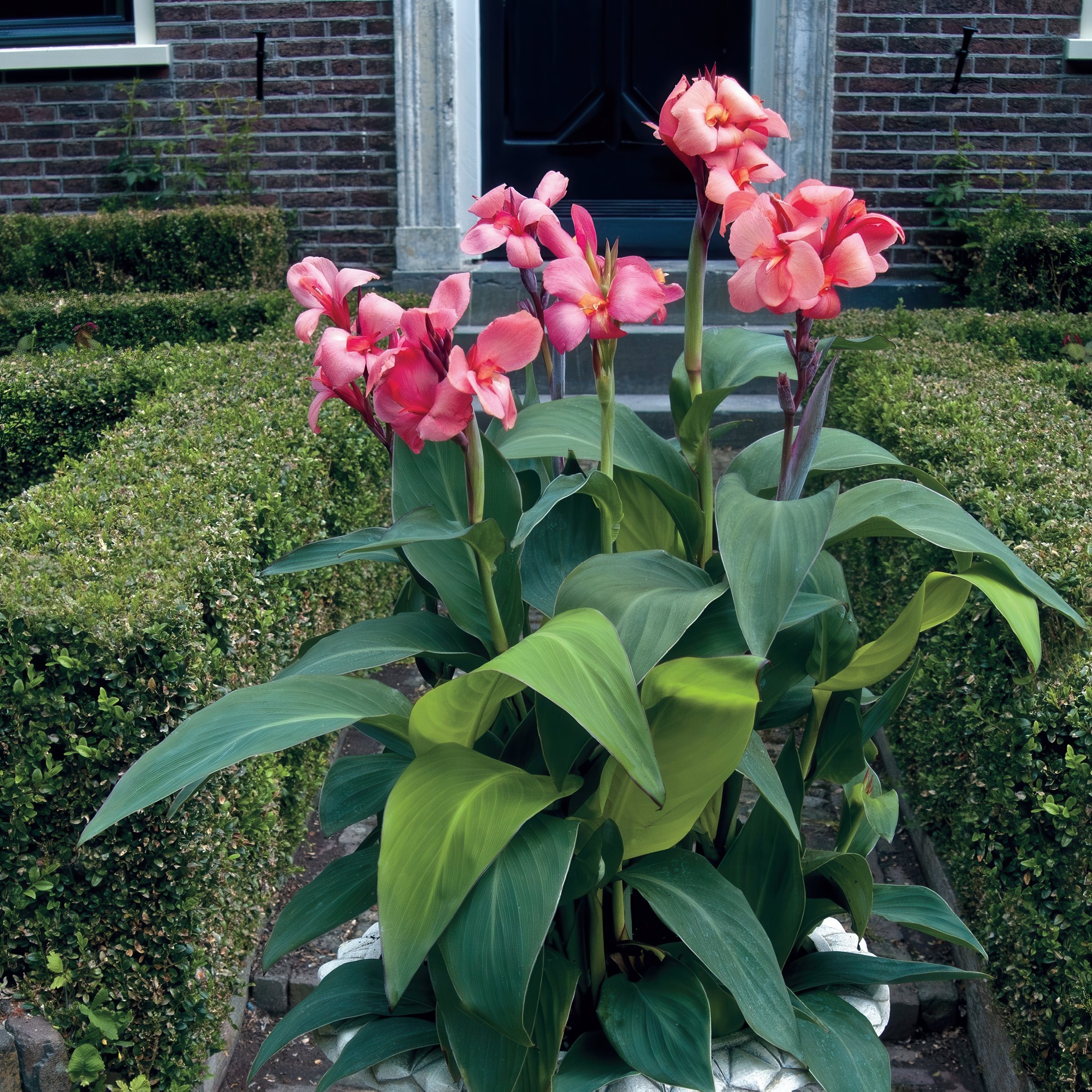 National Plant Network LW1972 perennials - View #2