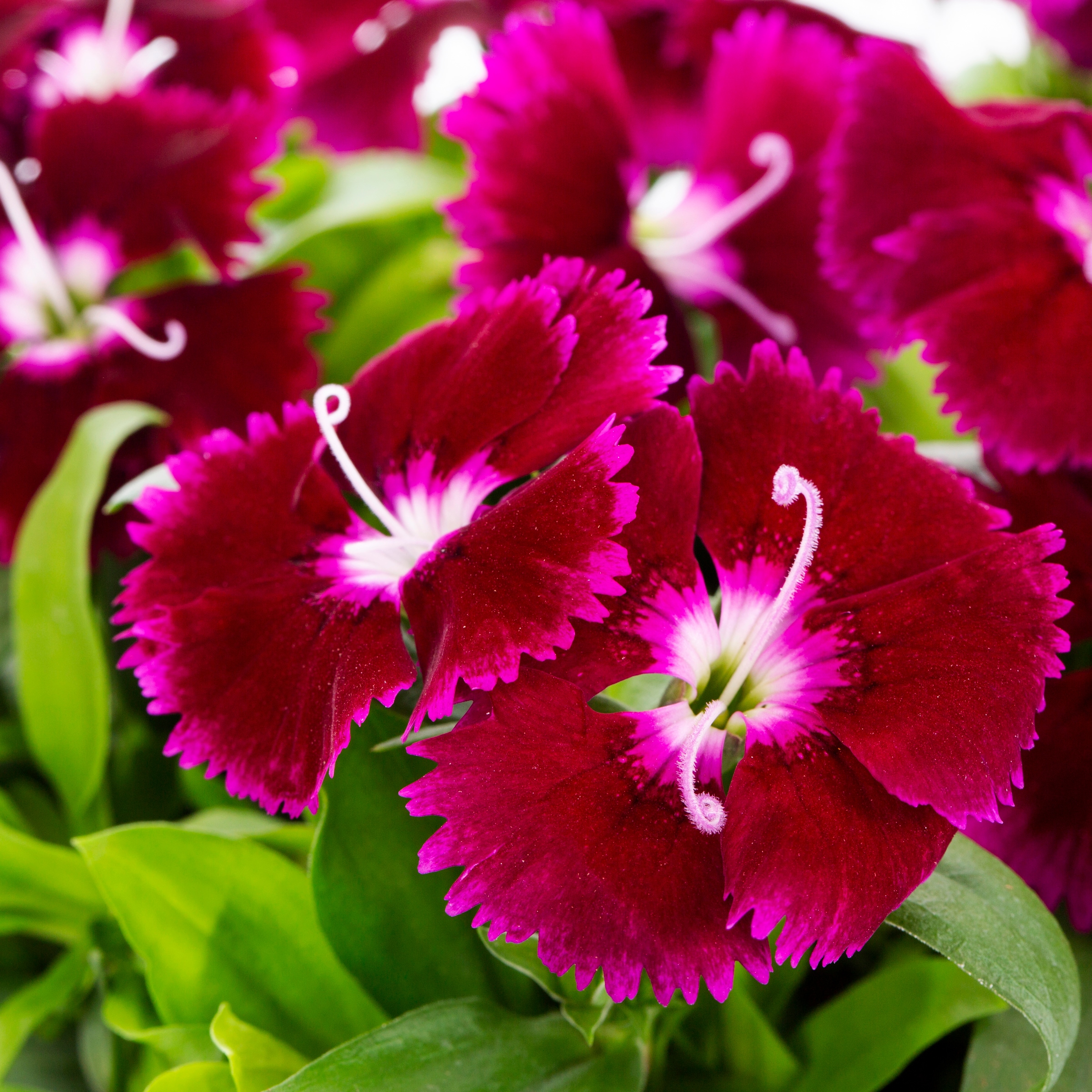 Lowe's 1527845 annuals - View #4