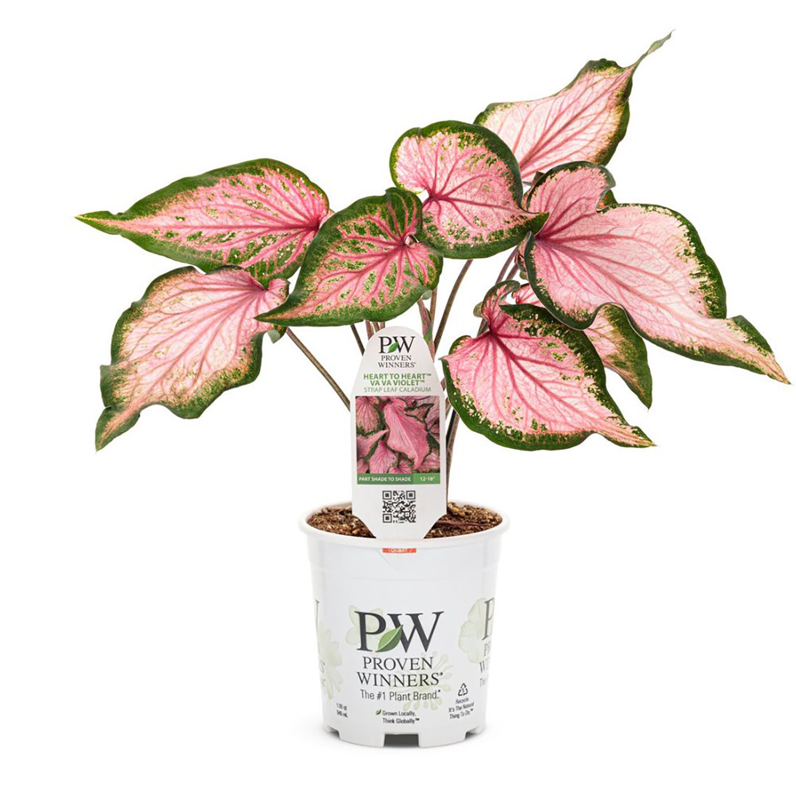 Proven Winners CLDPRW1367800 annuals - View #2