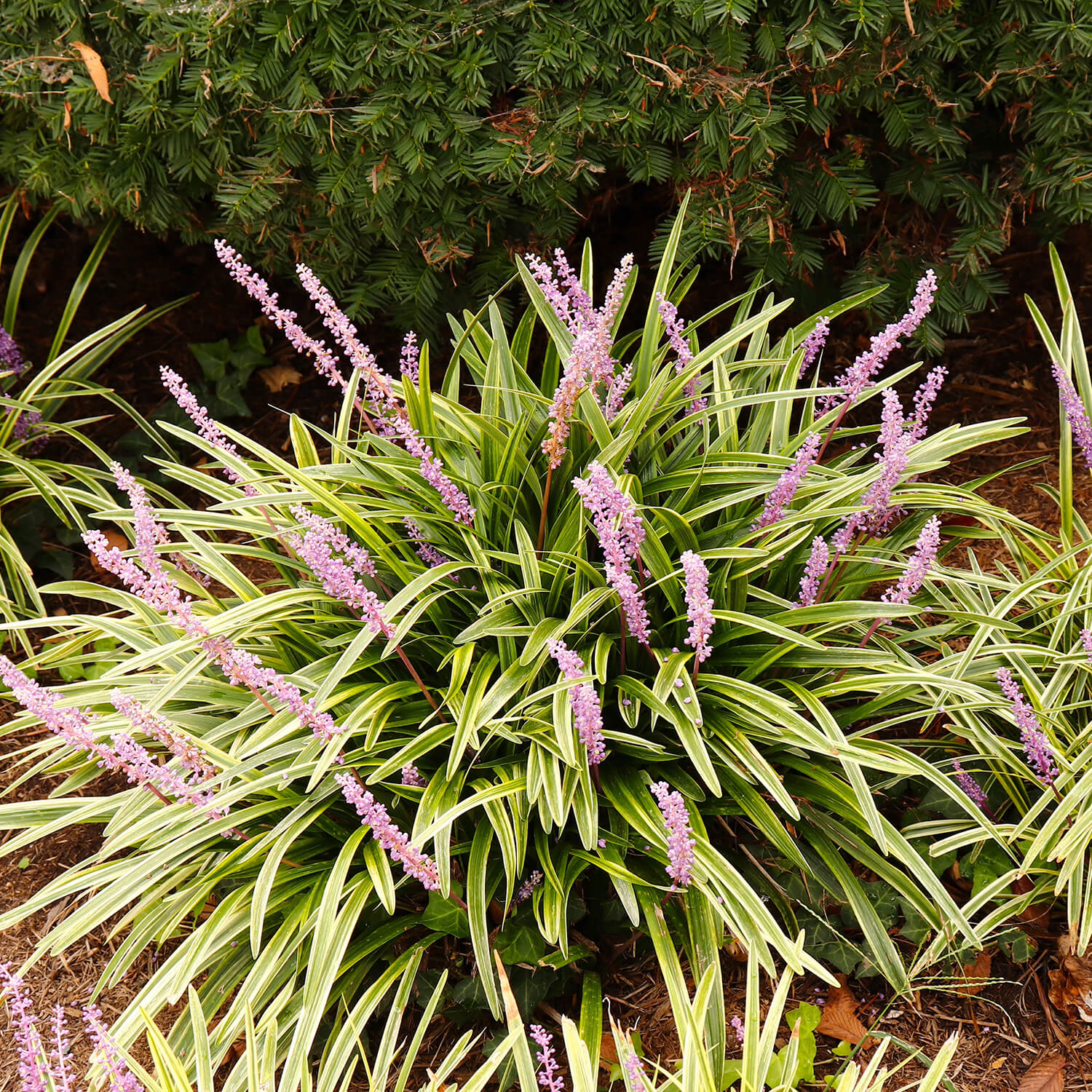 Flowerwood 4009LP (LOWES) Ornamental-Grasses - View #3